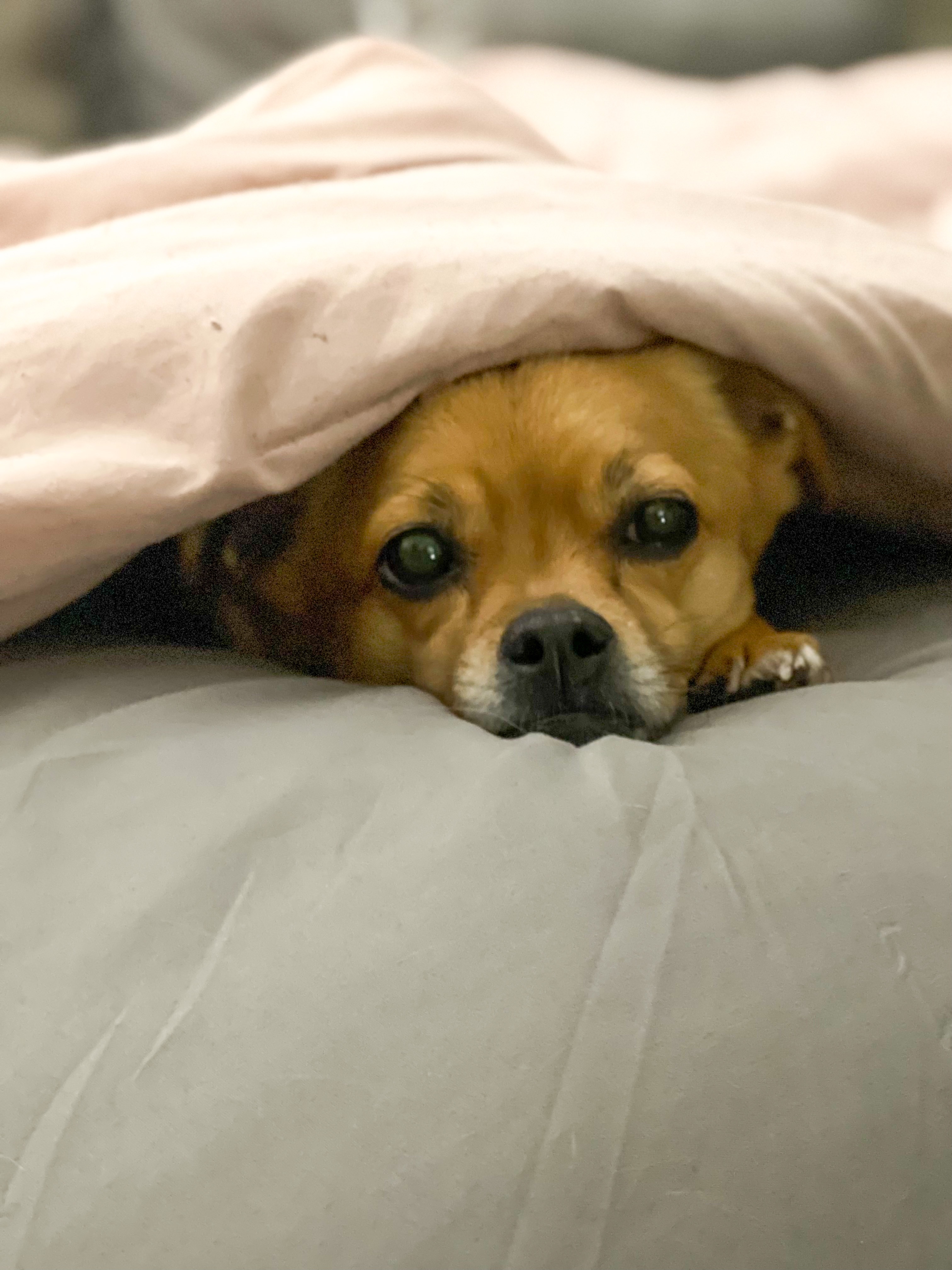 Help Cassie Mae Overcome Her Tumor campaign photo, 4 of 5
