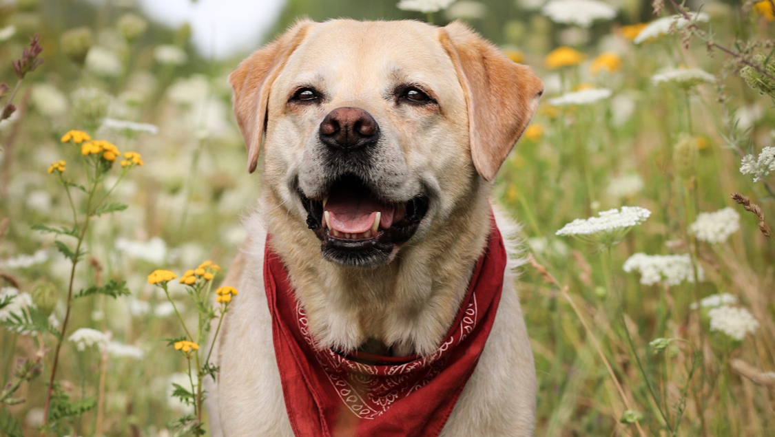 Nele braucht deine Hilfe