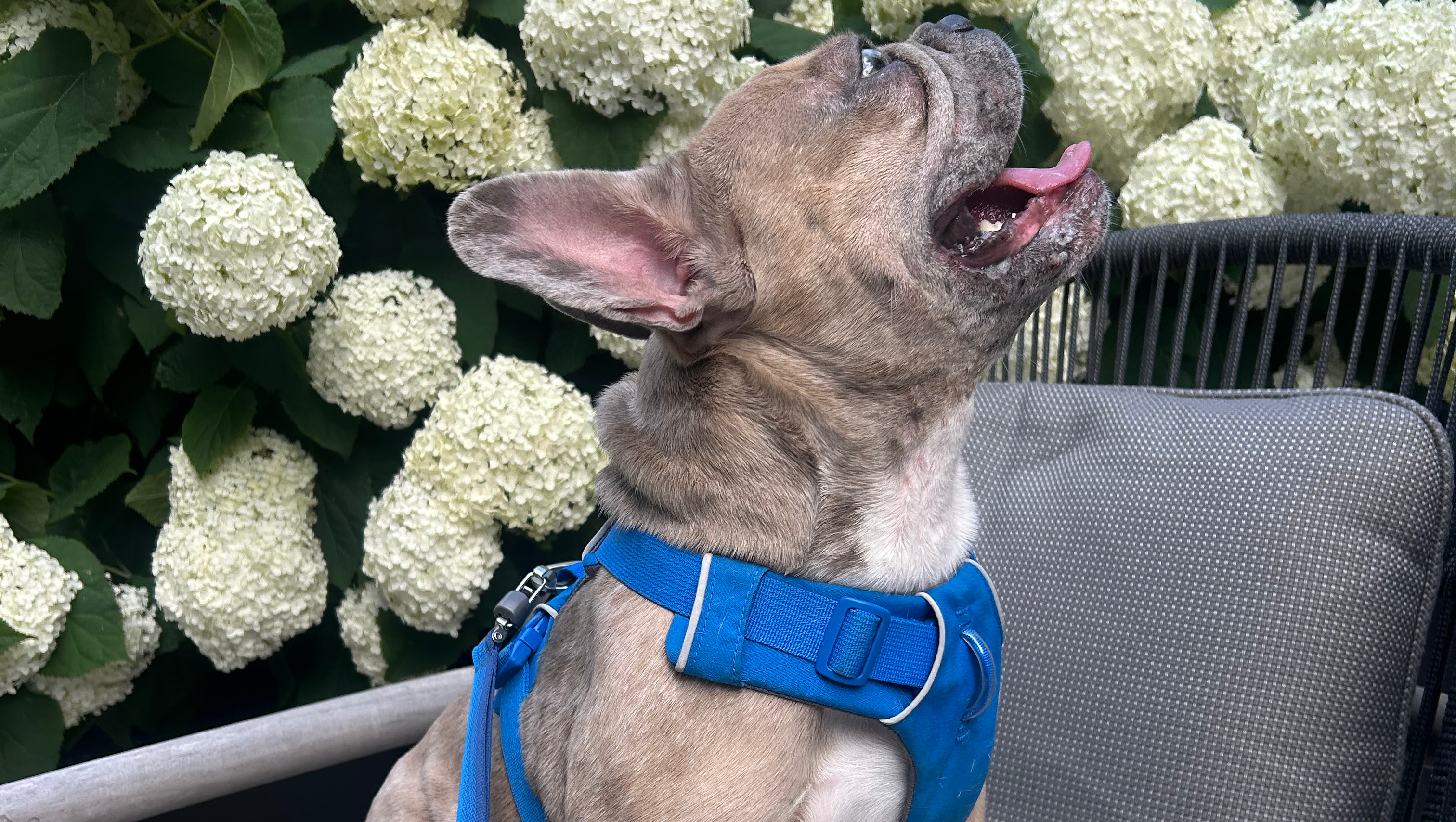 Help Keep Atlas Alive - Spinal Surgery