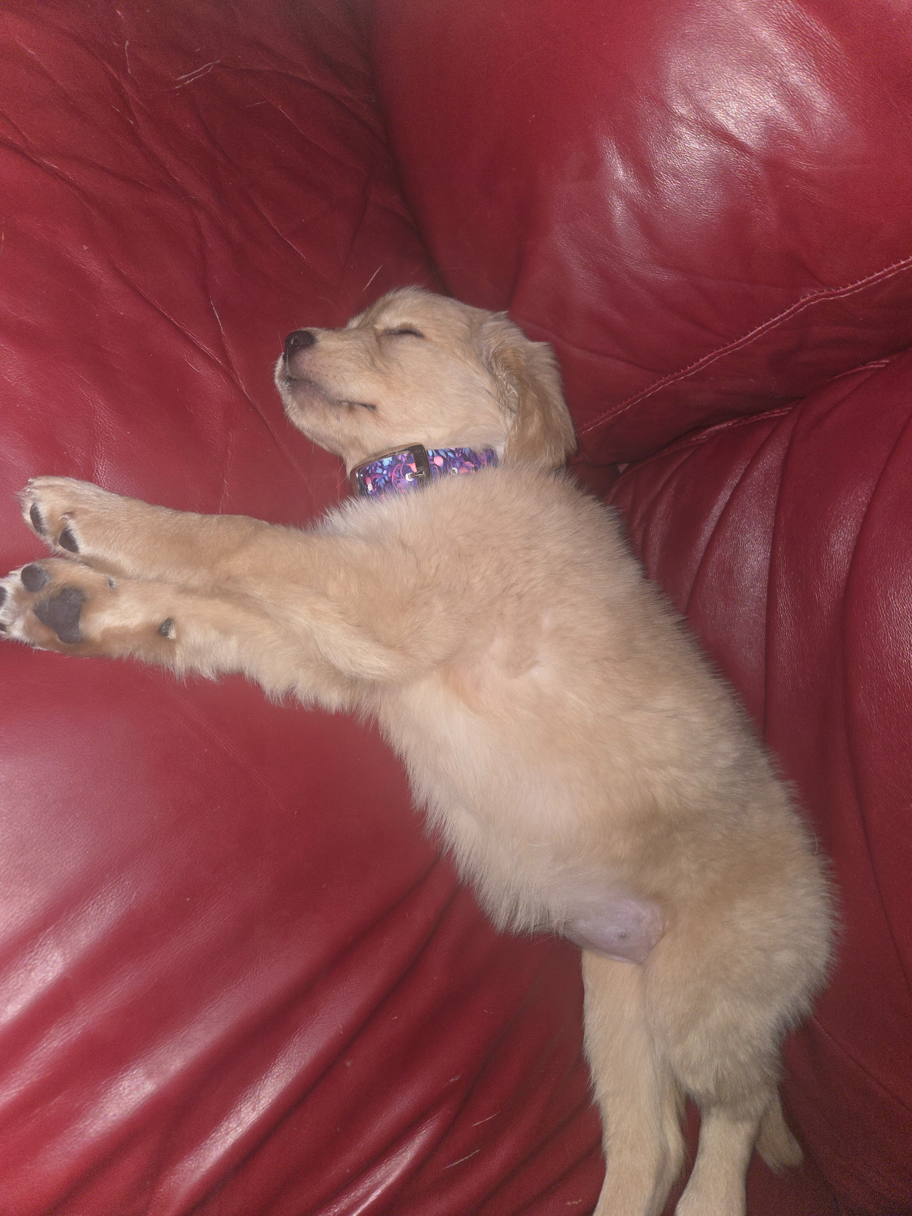 Golden Retriever de 9 semaines en détresse neurologique campaign photo, 2 of 4