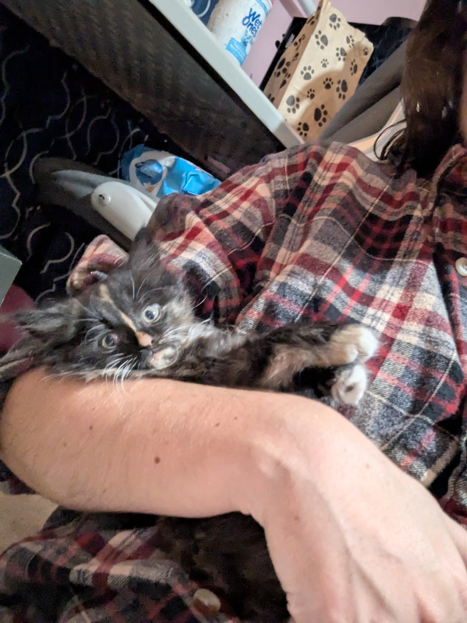 Help Little Persimmon Heal and Thrive campaign photo, 4 of 7