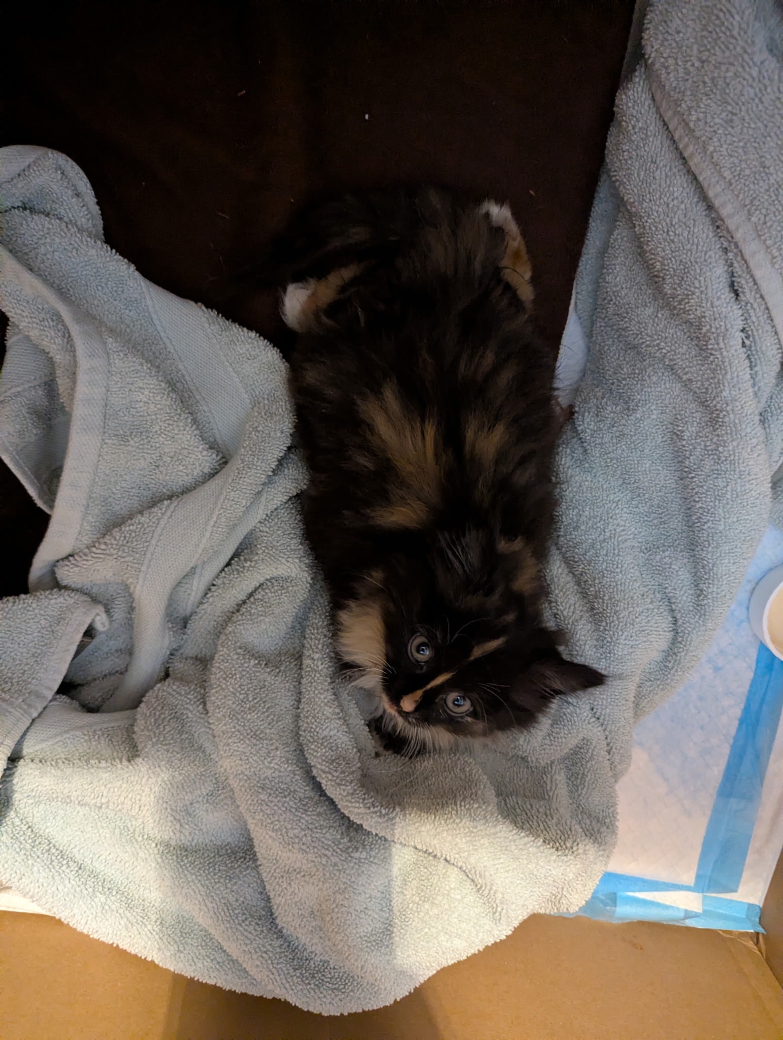 Help Little Persimmon Heal and Thrive campaign photo, 5 of 7