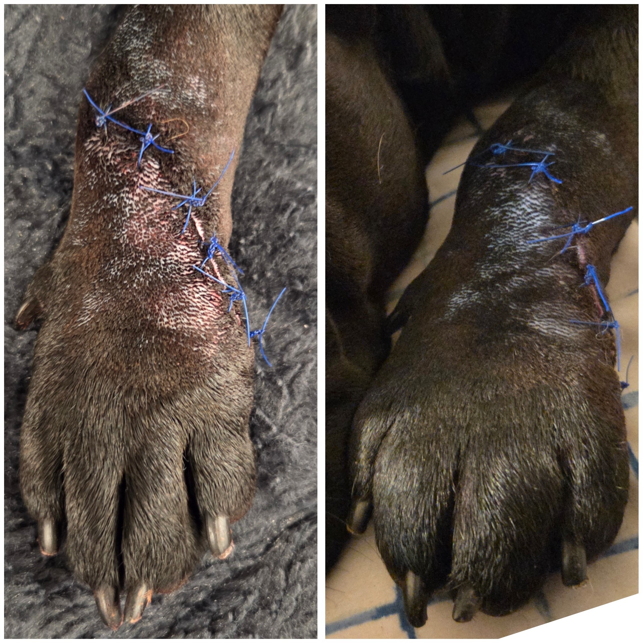 Help Cane Recover After Emergency Vet Visit campaign photo, 7 of 8