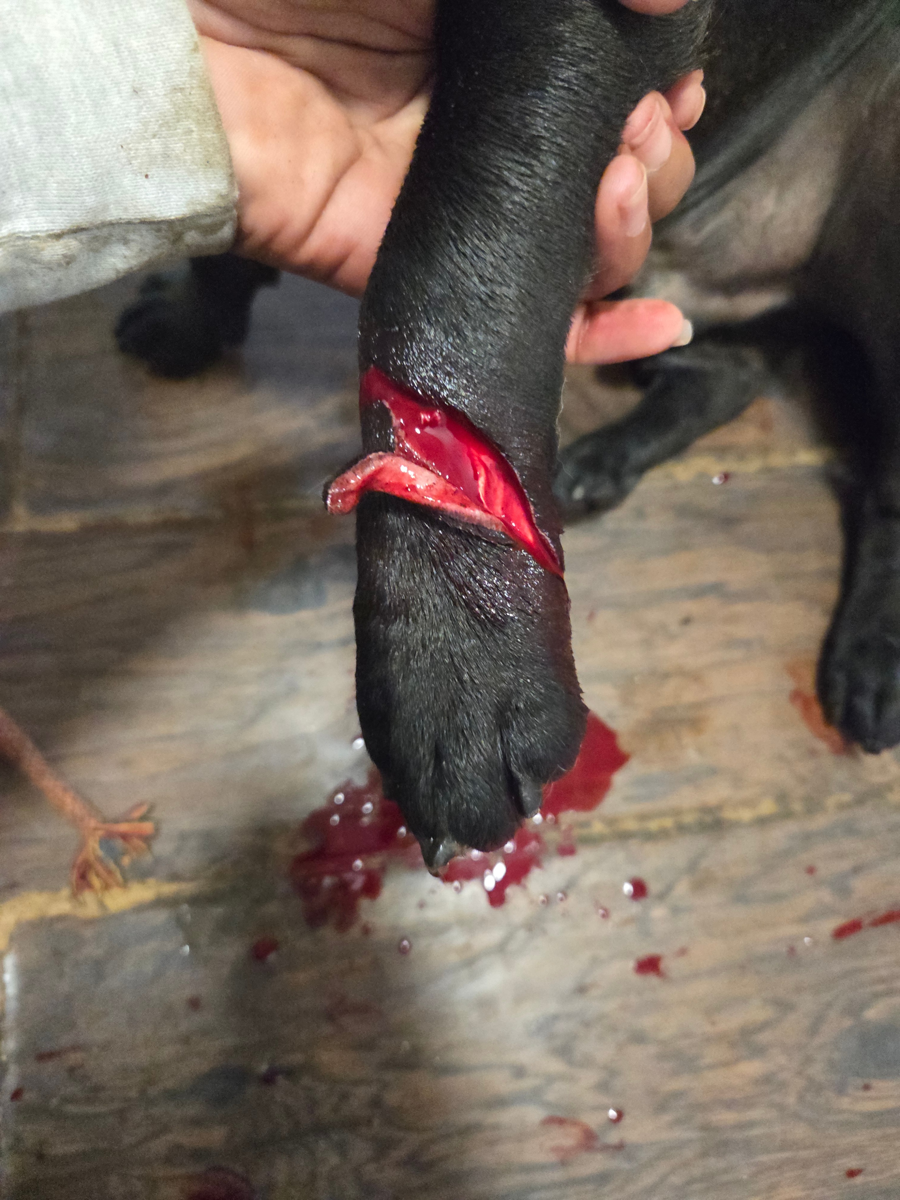 Help Cane Recover After Emergency Vet Visit campaign photo, 2 of 8