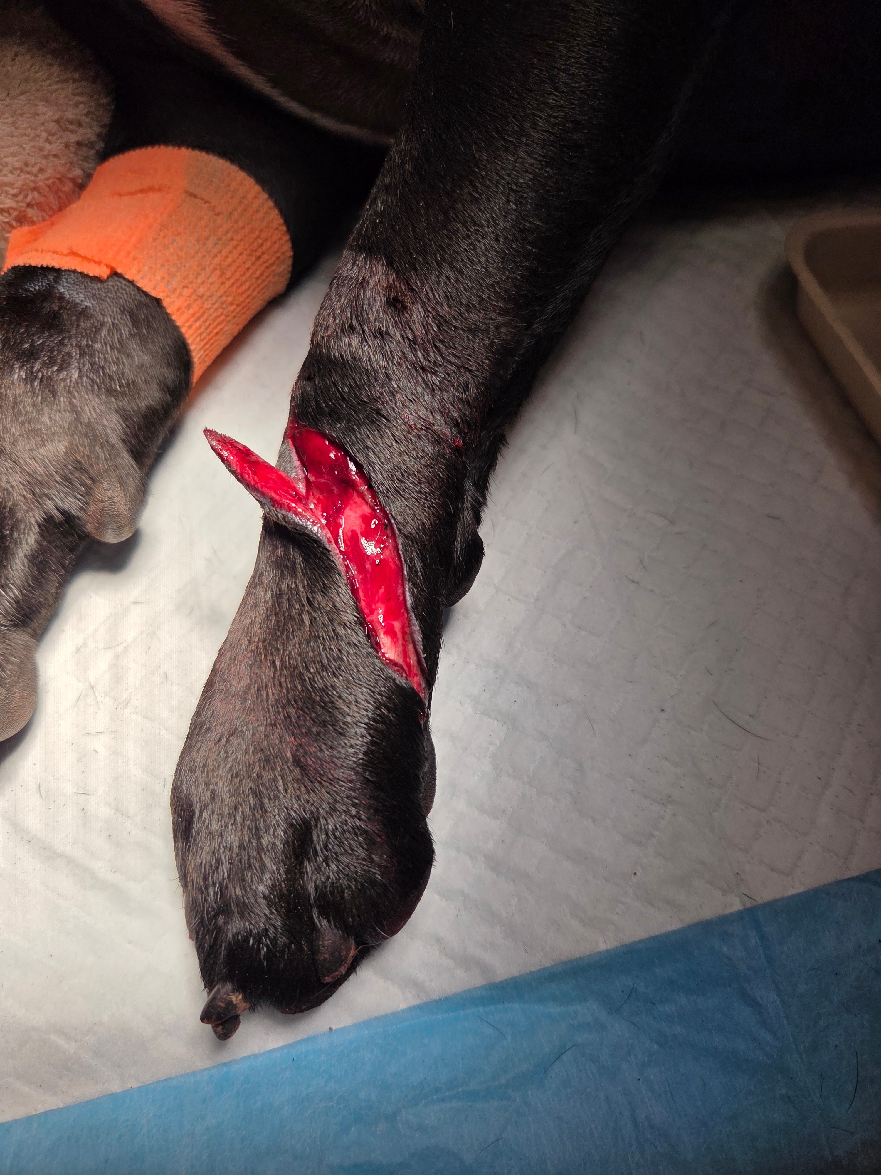 Help Cane Recover After Emergency Vet Visit campaign photo, 4 of 8