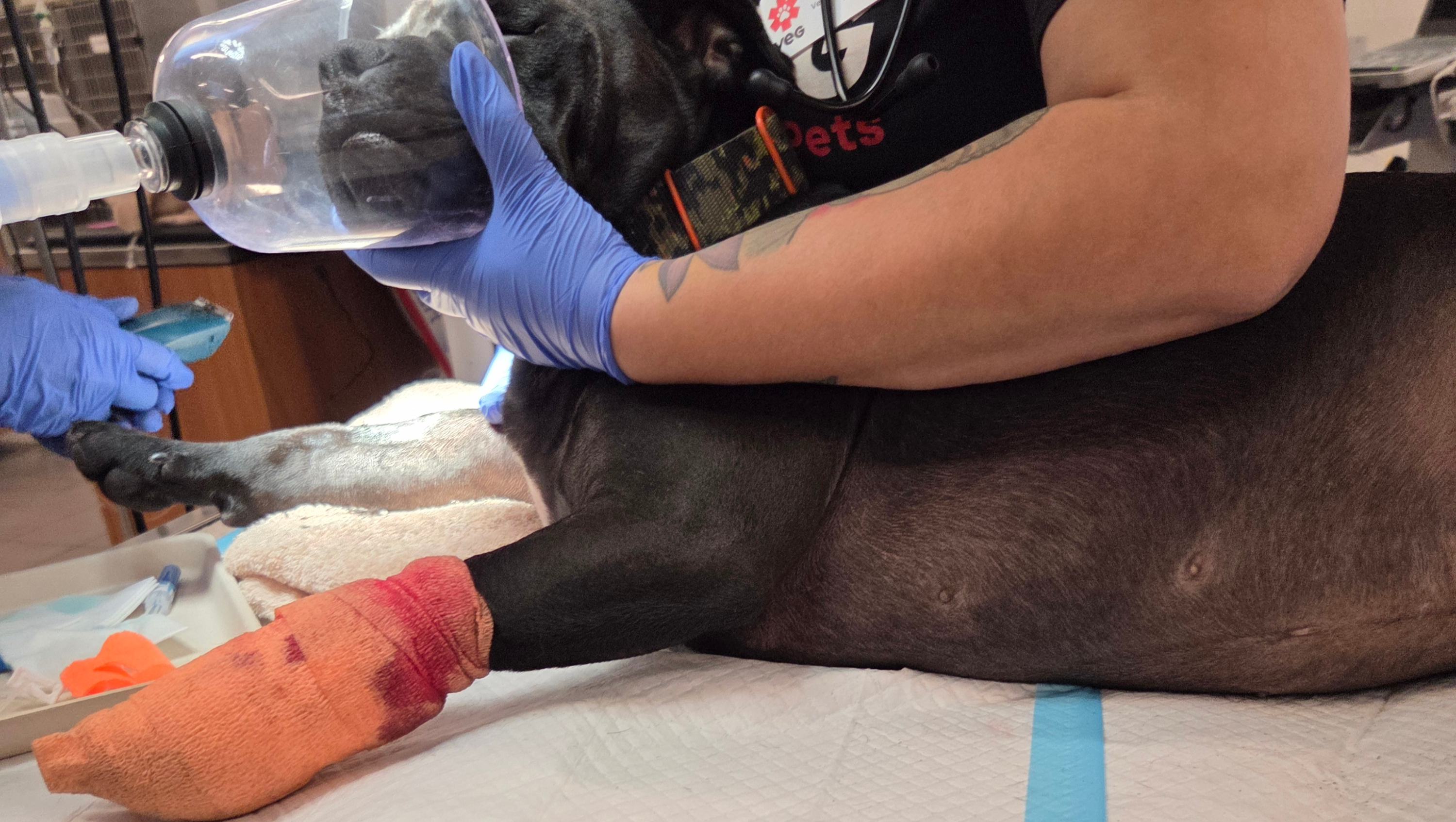 Fundraiser by Jennifer Rivera : Help Cane Recover After Emergency Vet Visit