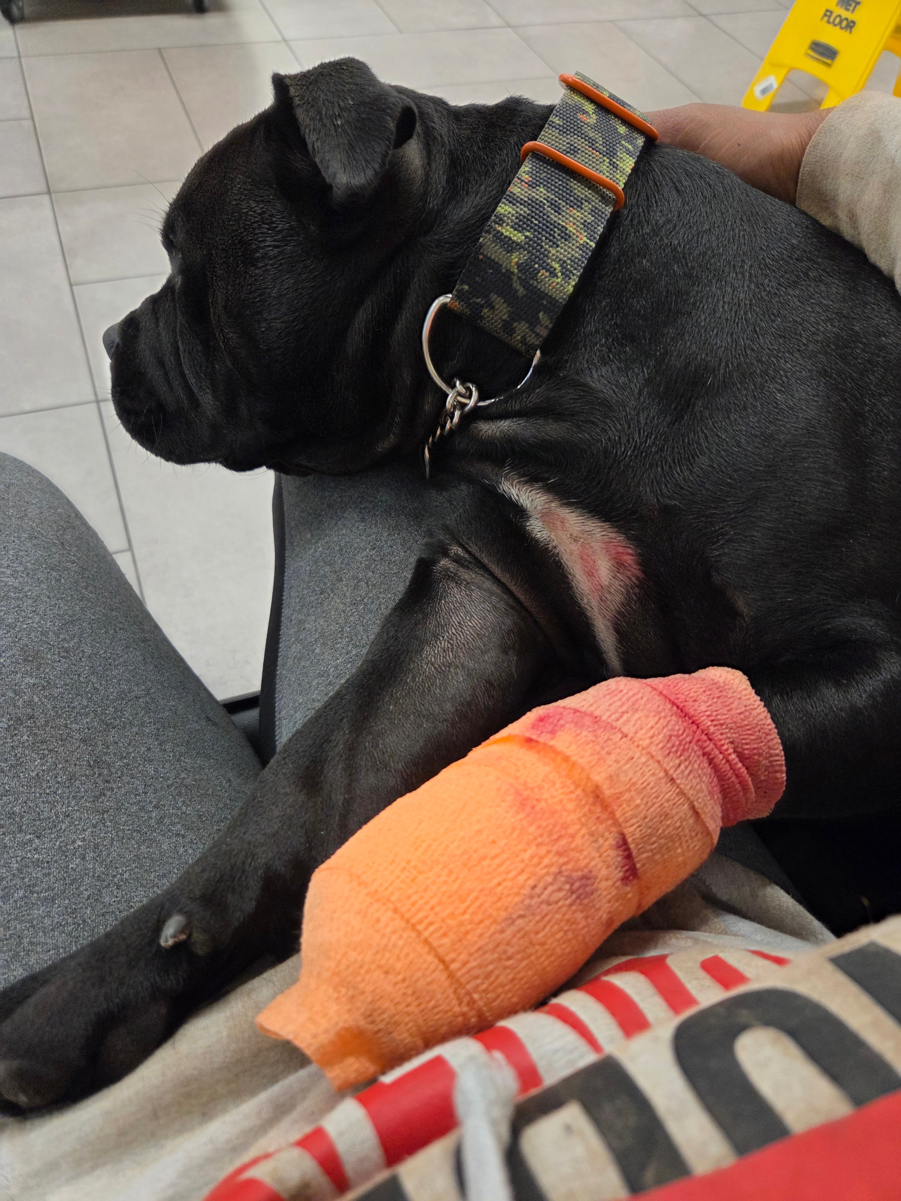 Help Cane Recover After Emergency Vet Visit campaign photo, 6 of 8