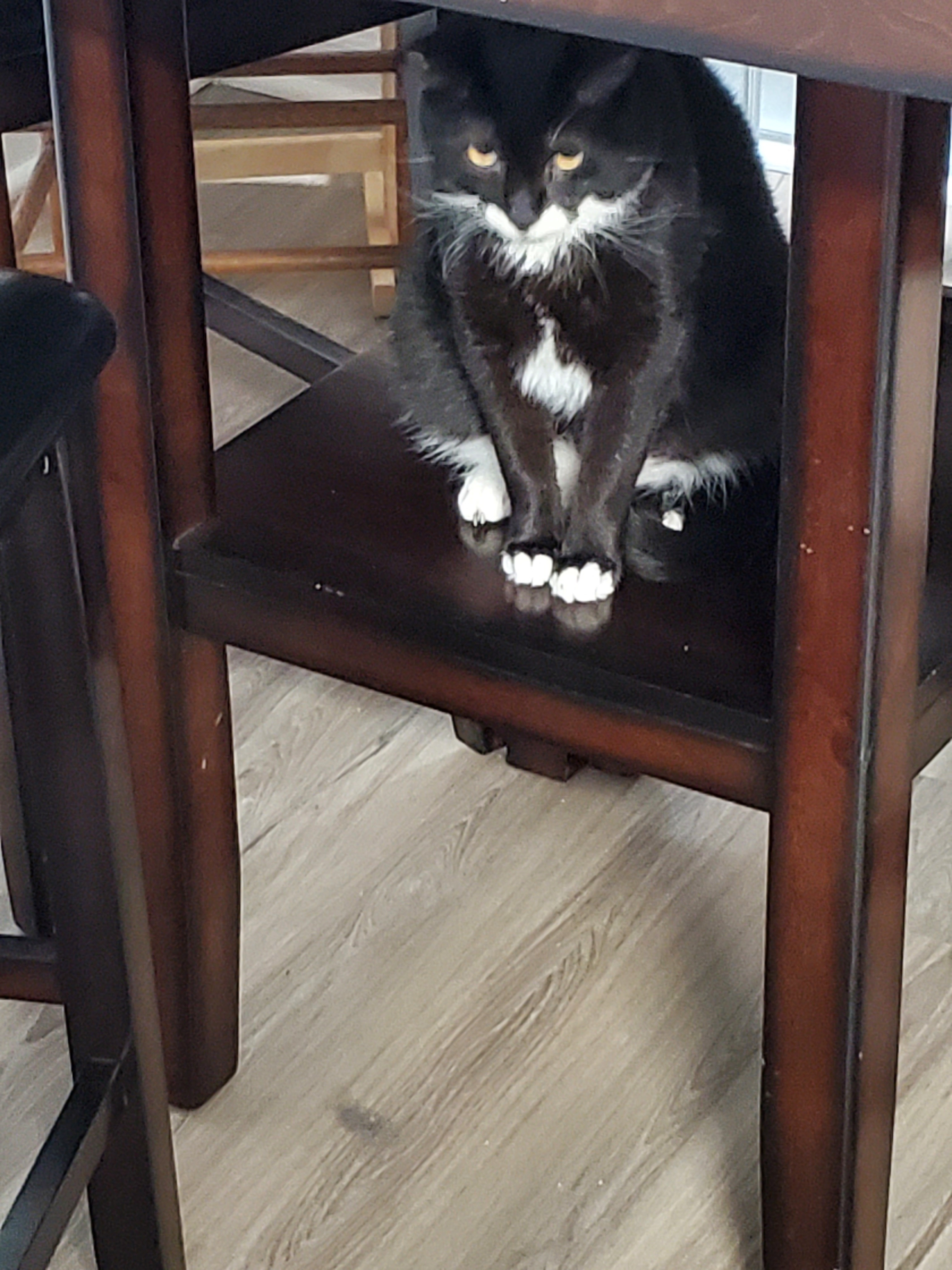 Help Sherlock Get Life-Changing Dental Surgery campaign photo, 7 of 8
