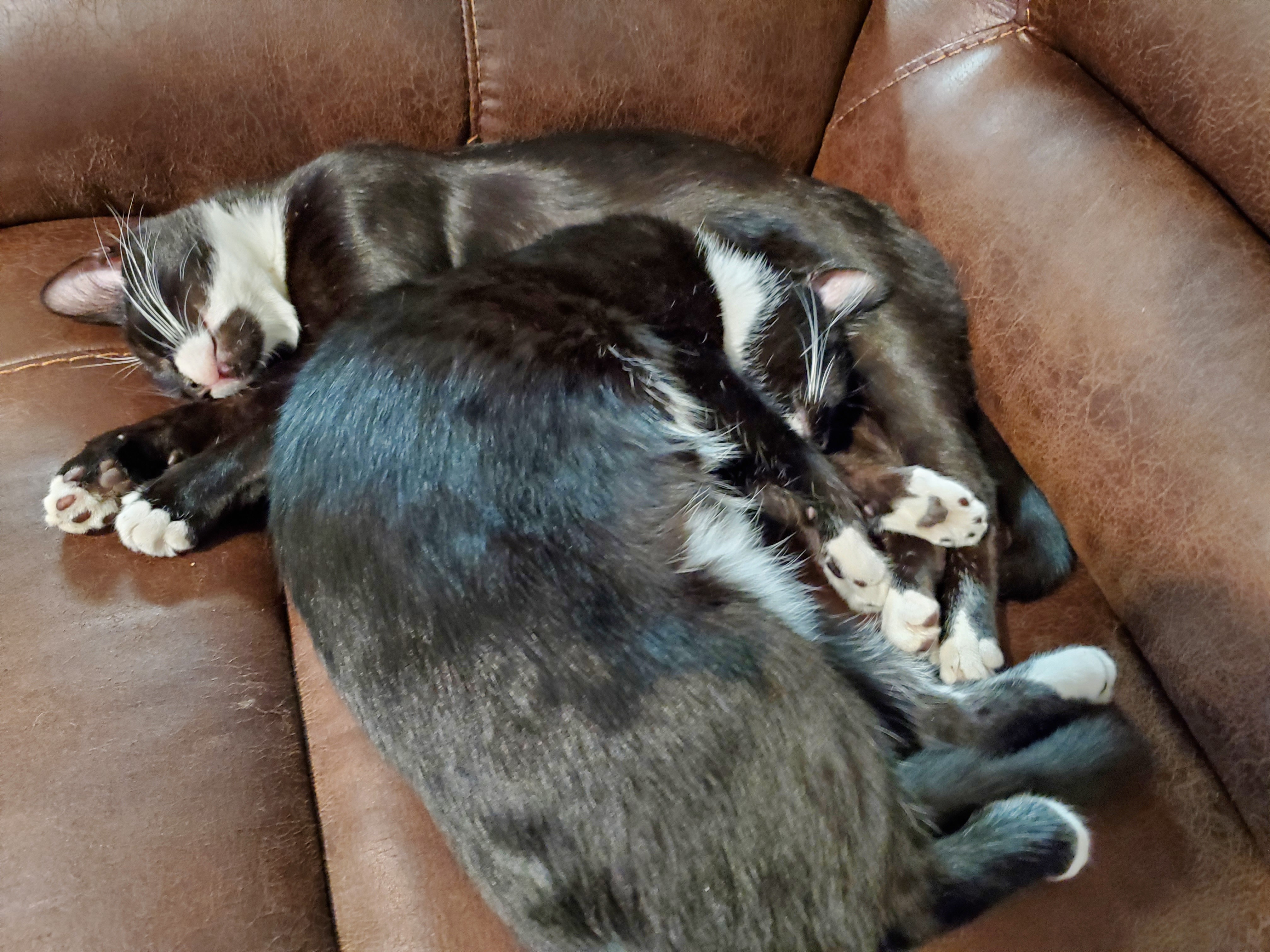 Help Sherlock Get Life-Changing Dental Surgery campaign photo, 4 of 8