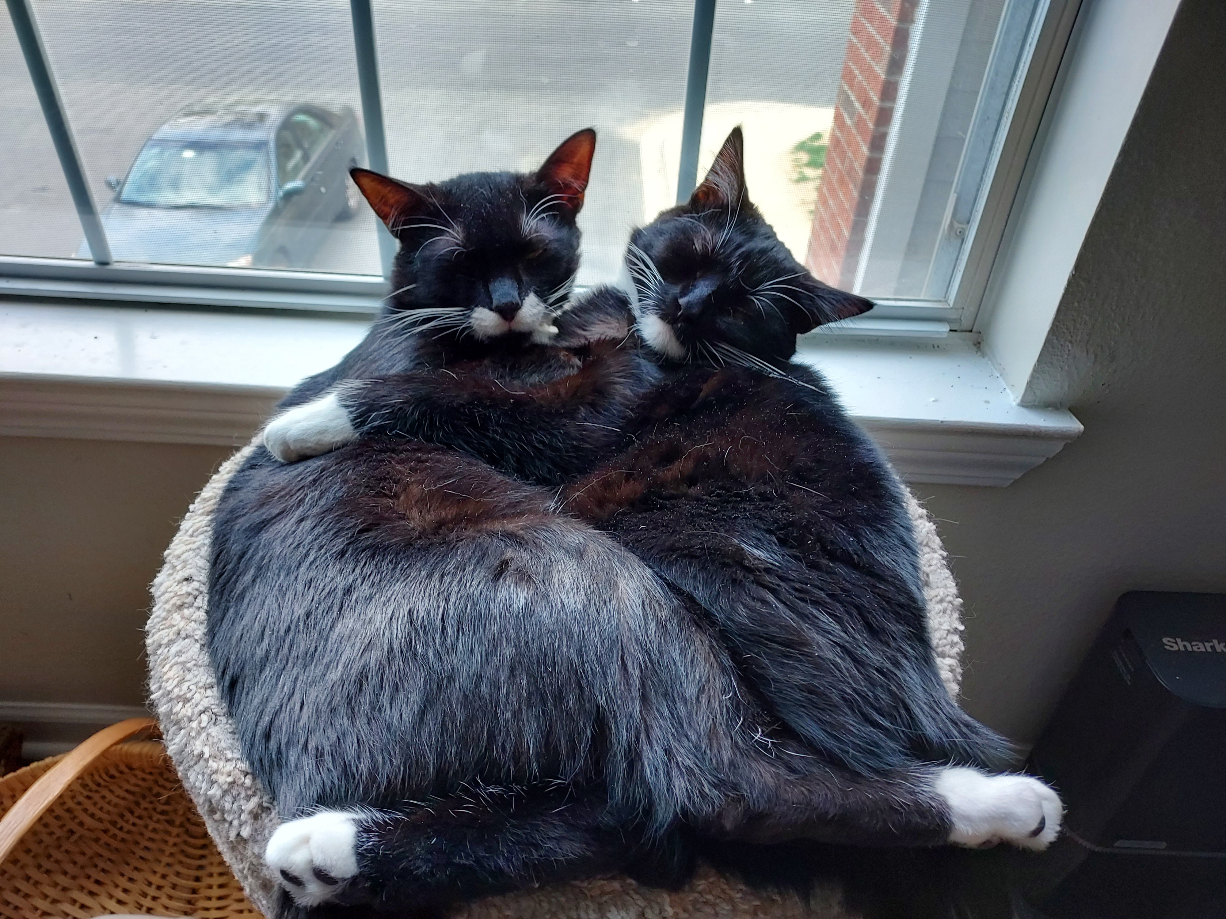 Help Sherlock Get Life-Changing Dental Surgery campaign photo, 5 of 8