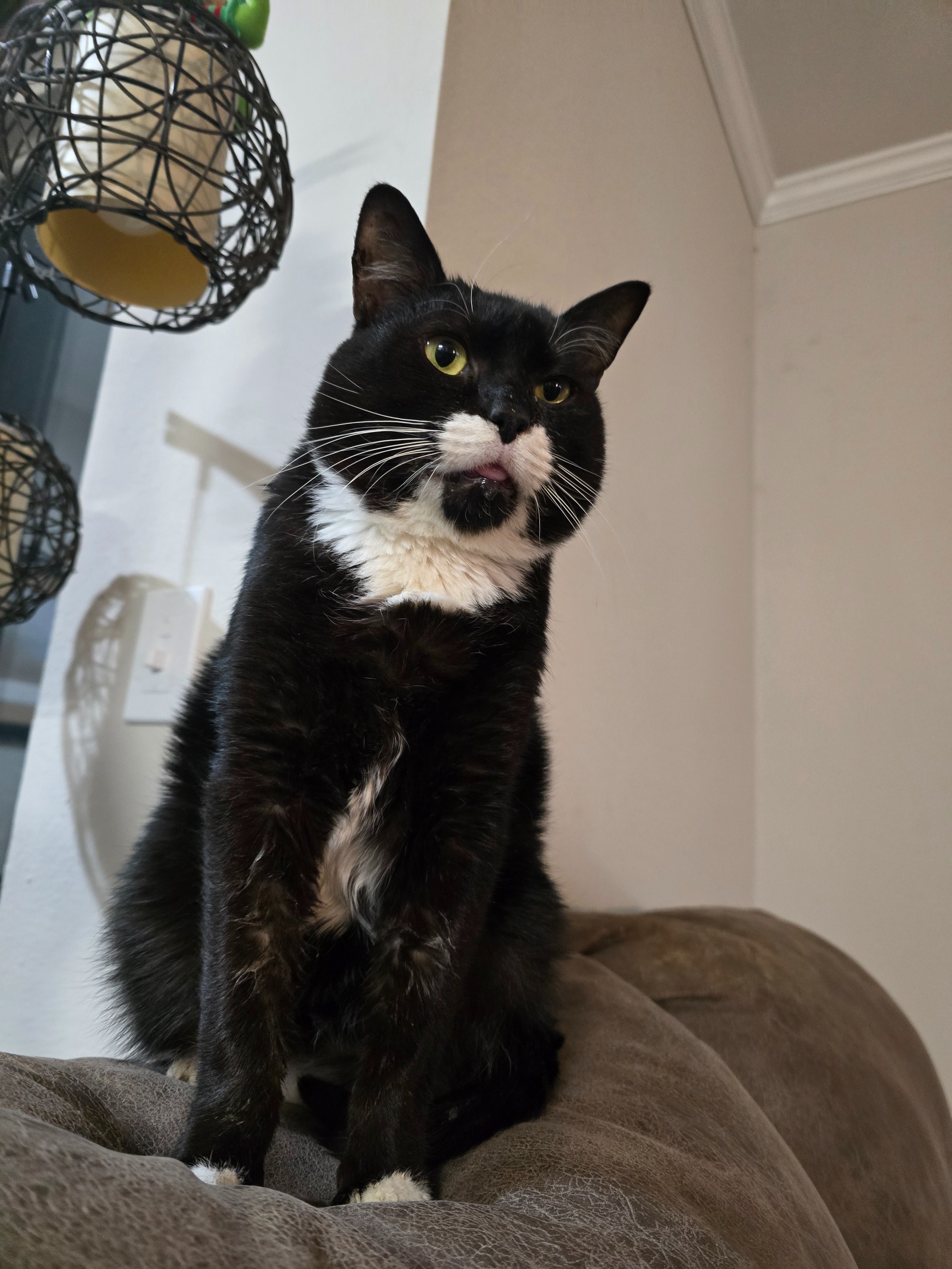 Help Sherlock Get Life-Changing Dental Surgery campaign photo, 6 of 8