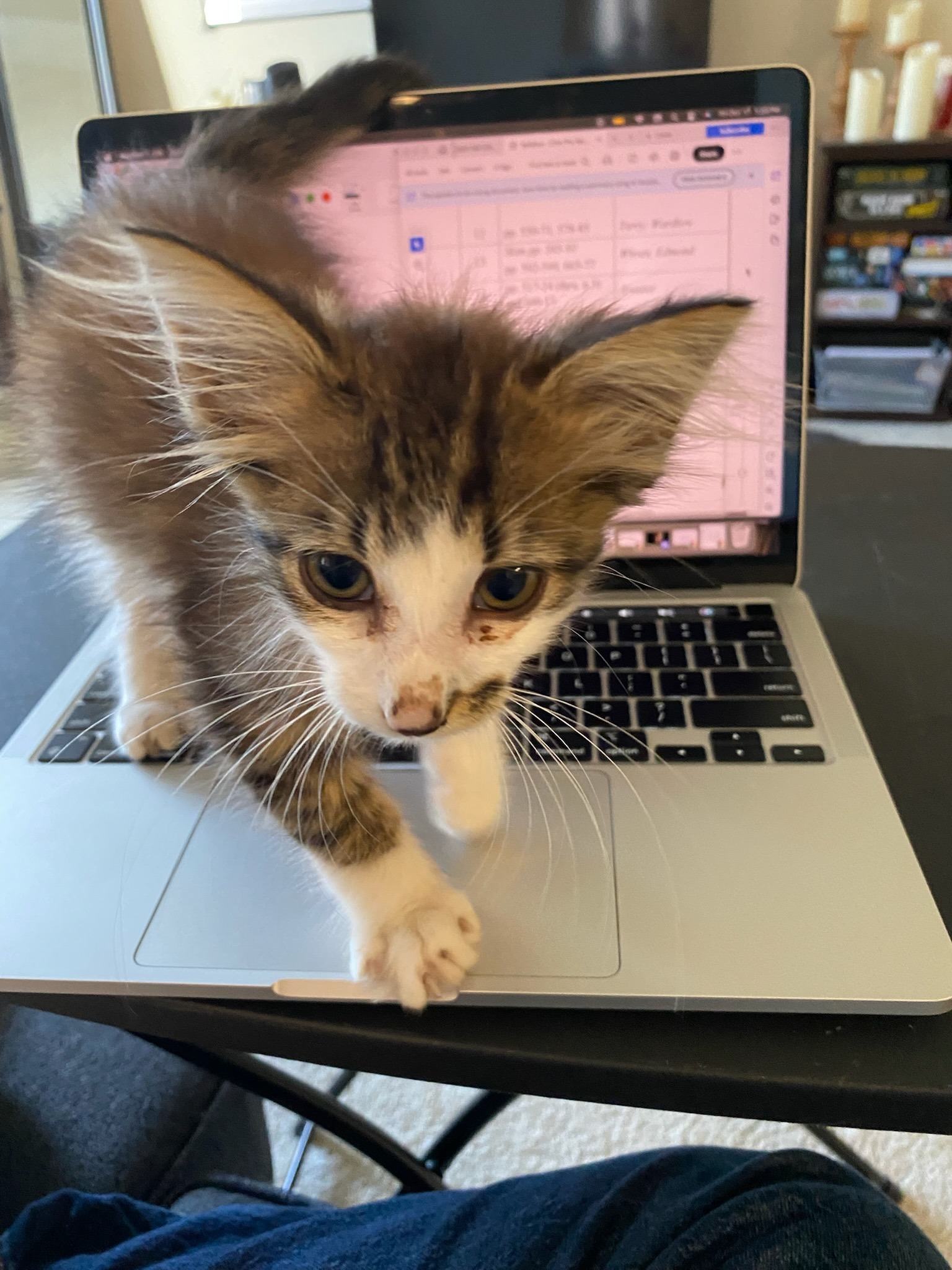 Frodo's FIP Fund campaign photo, 2 of 7