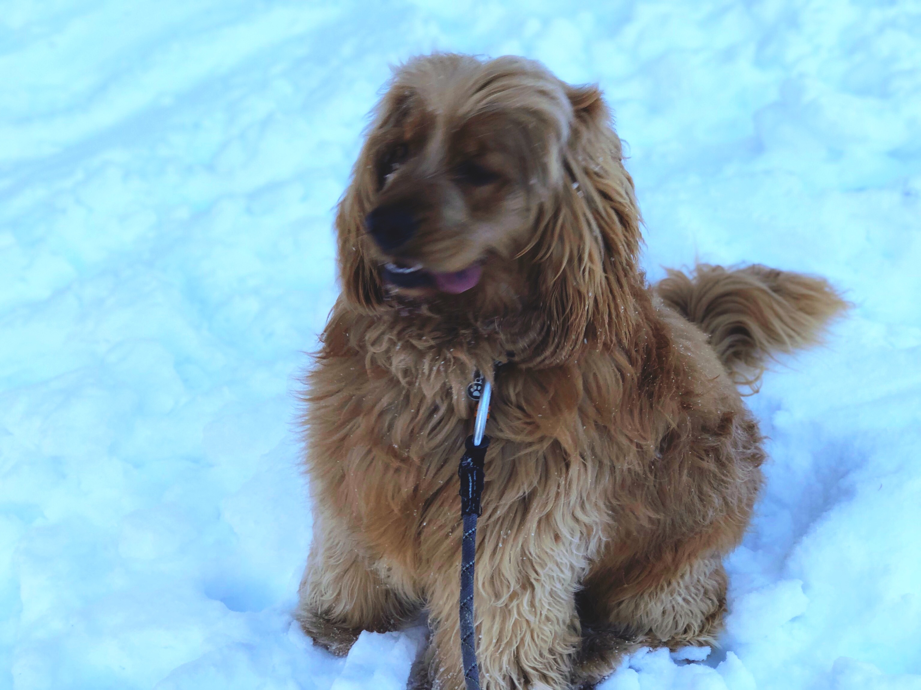 Help Hurley Get  Eye removal Surgery campaign photo, 4 of 8