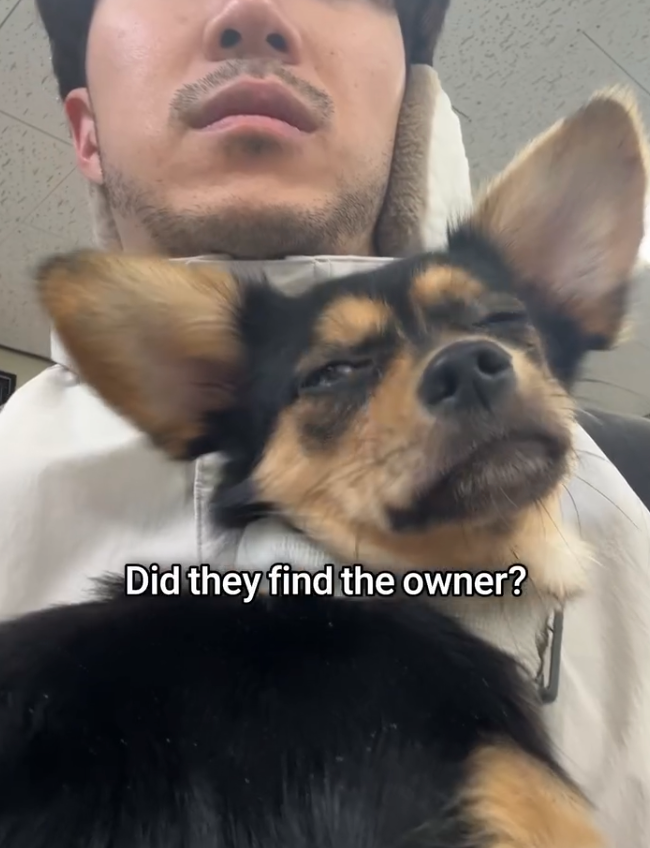 Help rescue the Seoul streets Chihuahua from euthanasia! campaign photo, 5 of 6