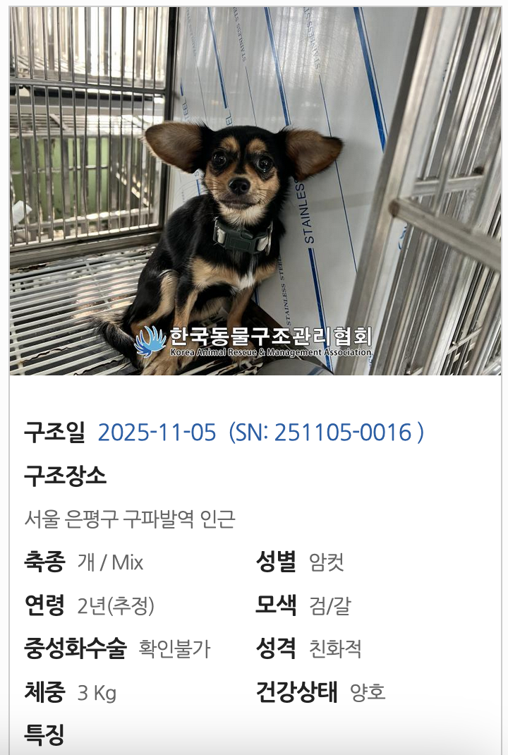 Help rescue the Seoul streets Chihuahua from euthanasia! campaign photo, 2 of 6