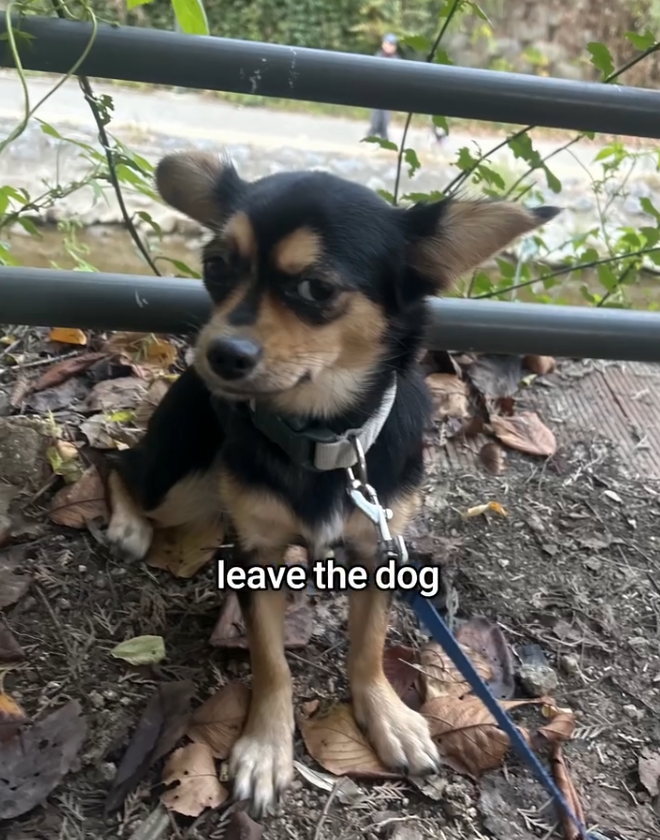 Help rescue the Seoul streets Chihuahua from euthanasia! campaign photo, 4 of 6