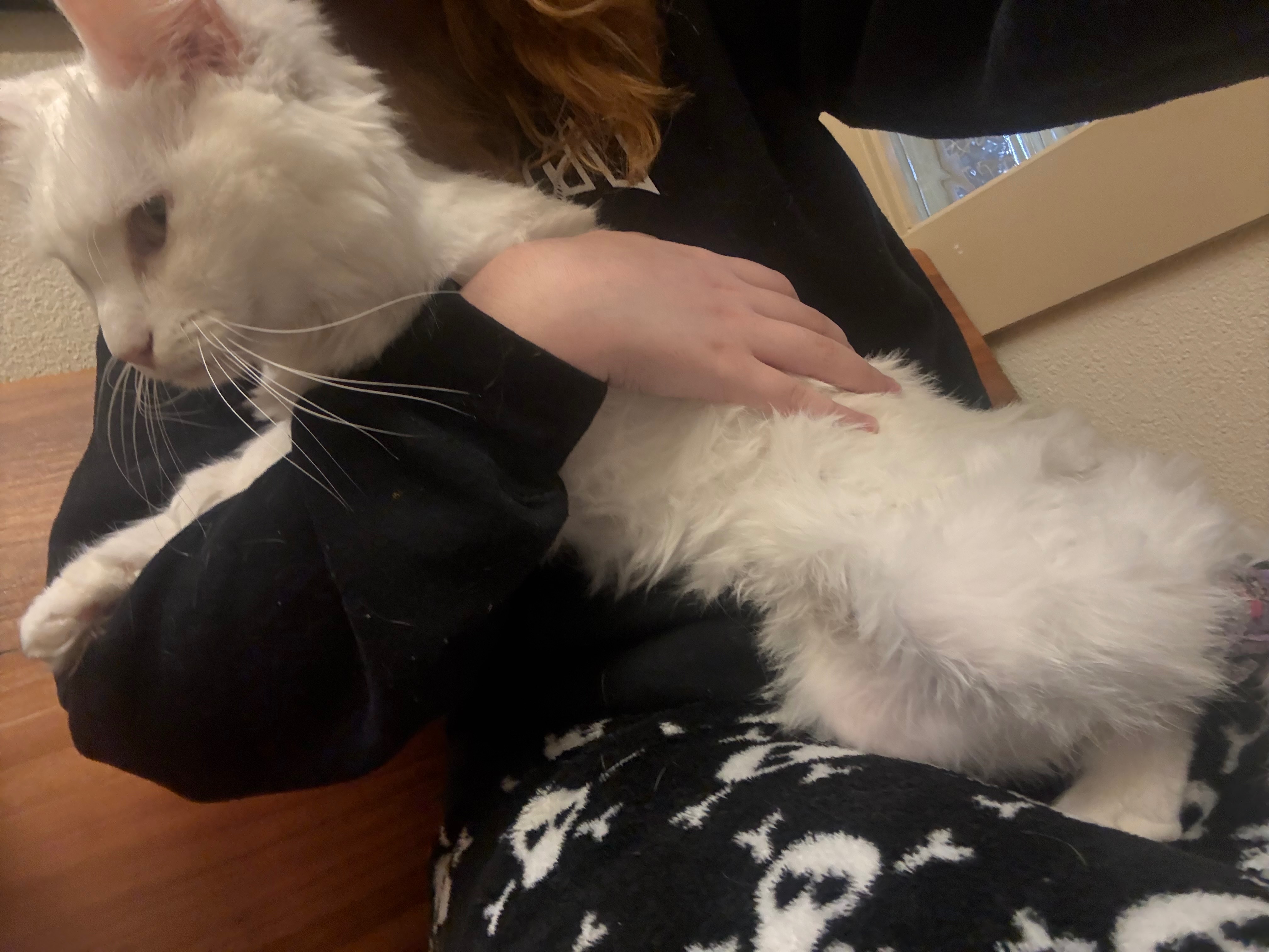 Help Luna, My Grandma’s Cat, Get Lifesaving Care campaign photo, 4 of 8
