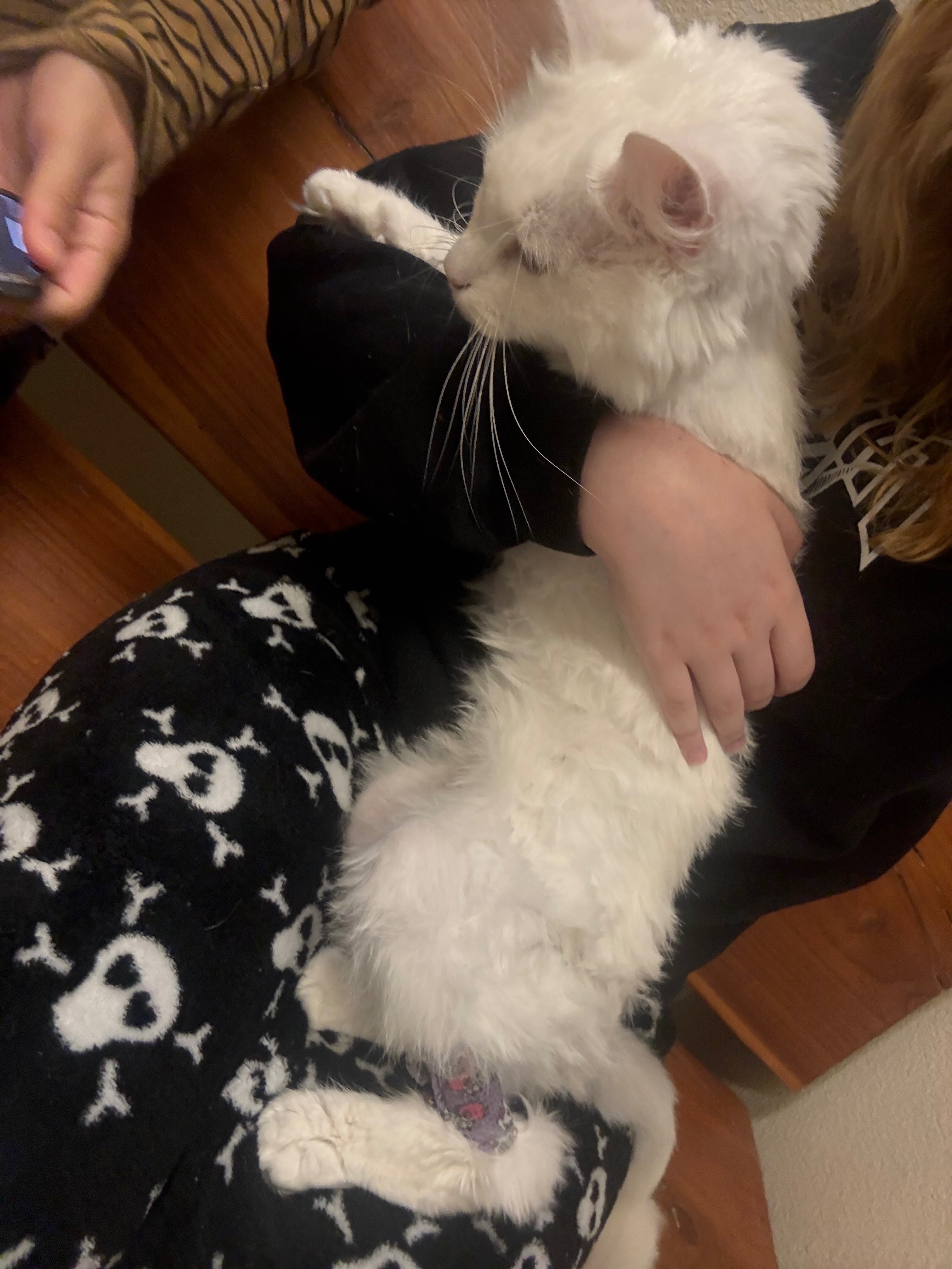 Help Luna, My Grandma’s Cat, Get Lifesaving Care campaign photo, 7 of 8