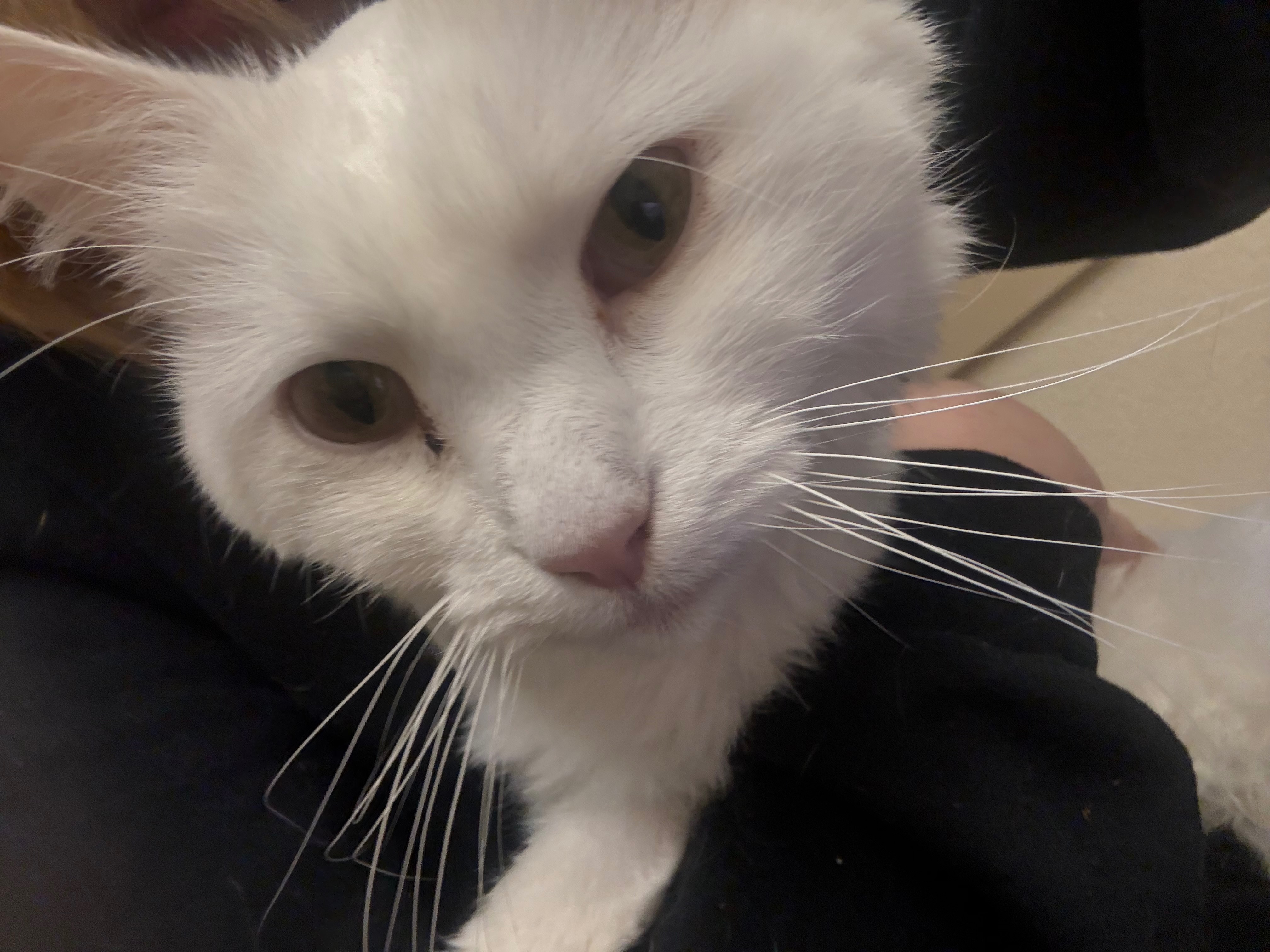 Help Luna, My Grandma’s Cat, Get Lifesaving Care campaign photo, 2 of 8