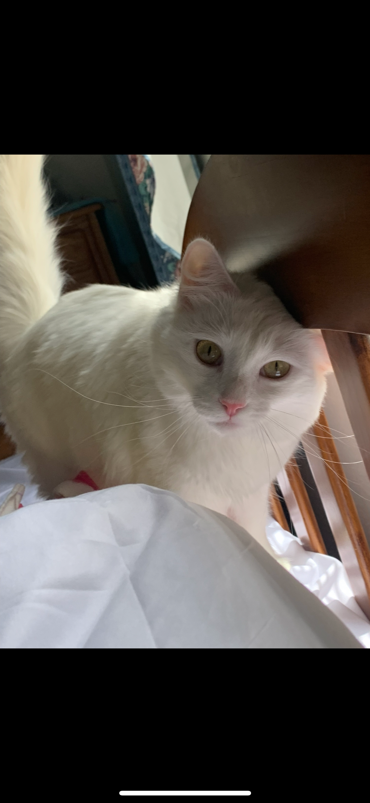 Help Luna, My Grandma’s Cat, Get Lifesaving Care campaign photo, 5 of 8