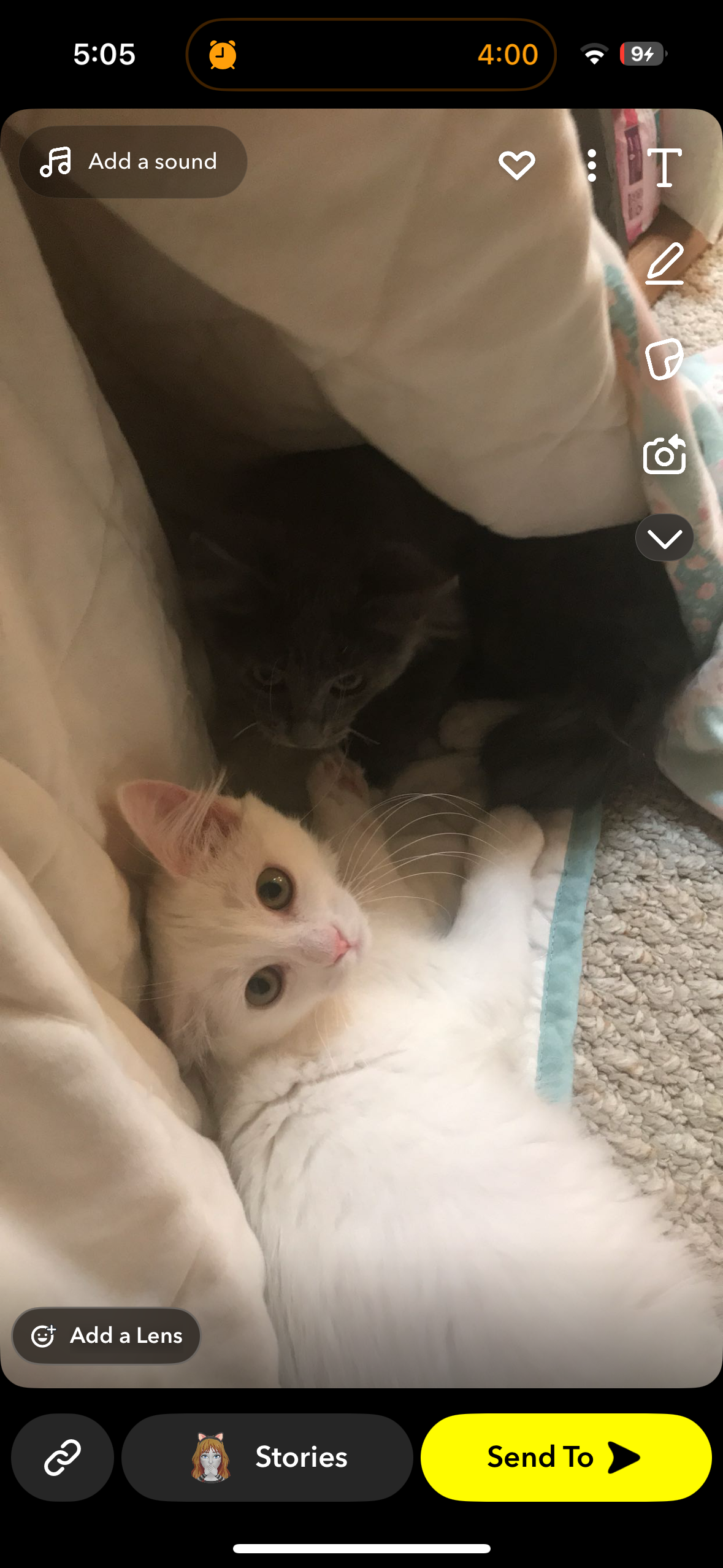 Help Luna, My Grandma’s Cat, Get Lifesaving Care campaign photo, 6 of 8