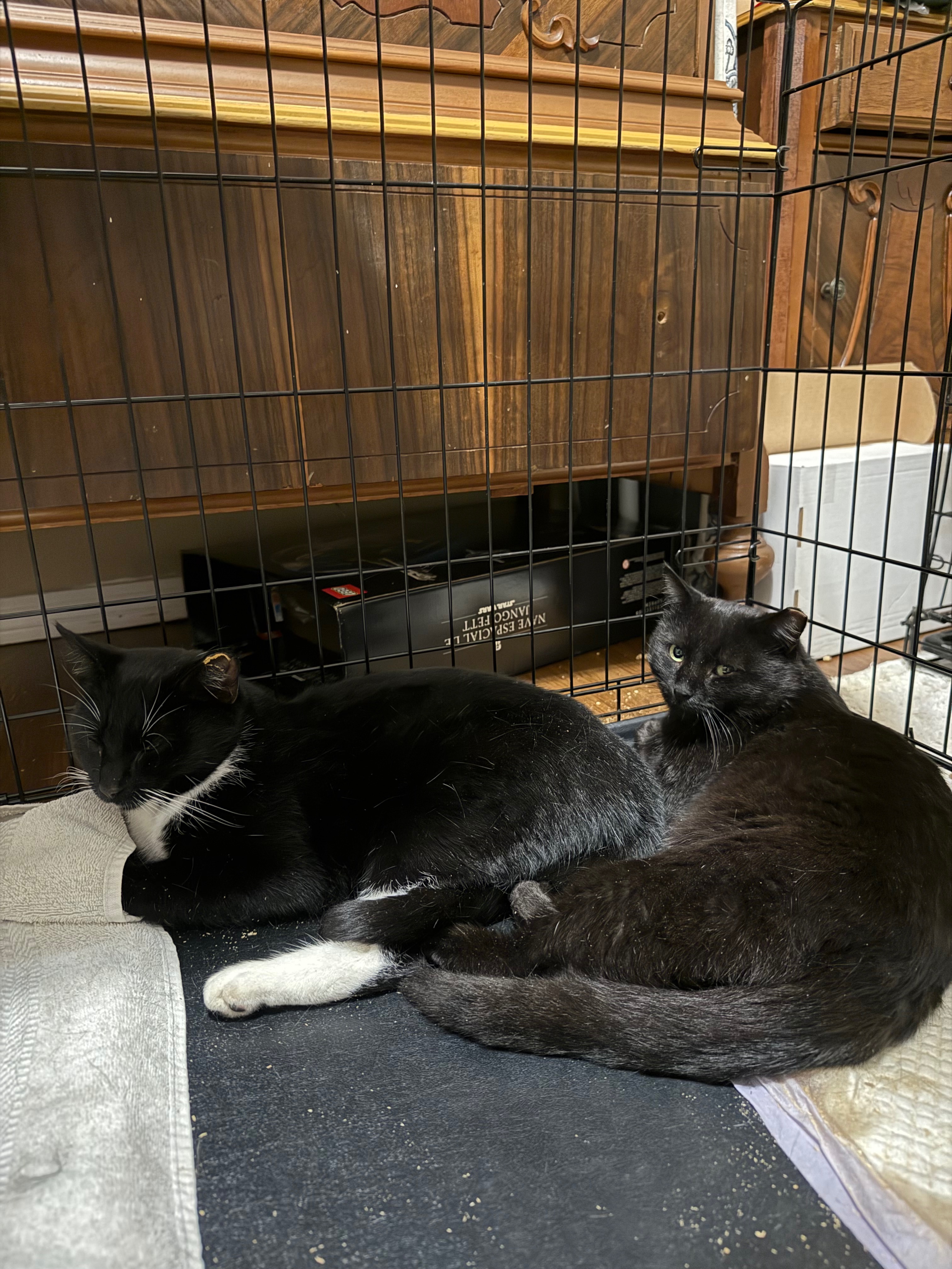 Help Mom Continue Her Cat Rescue Efforts campaign photo, 6 of 7