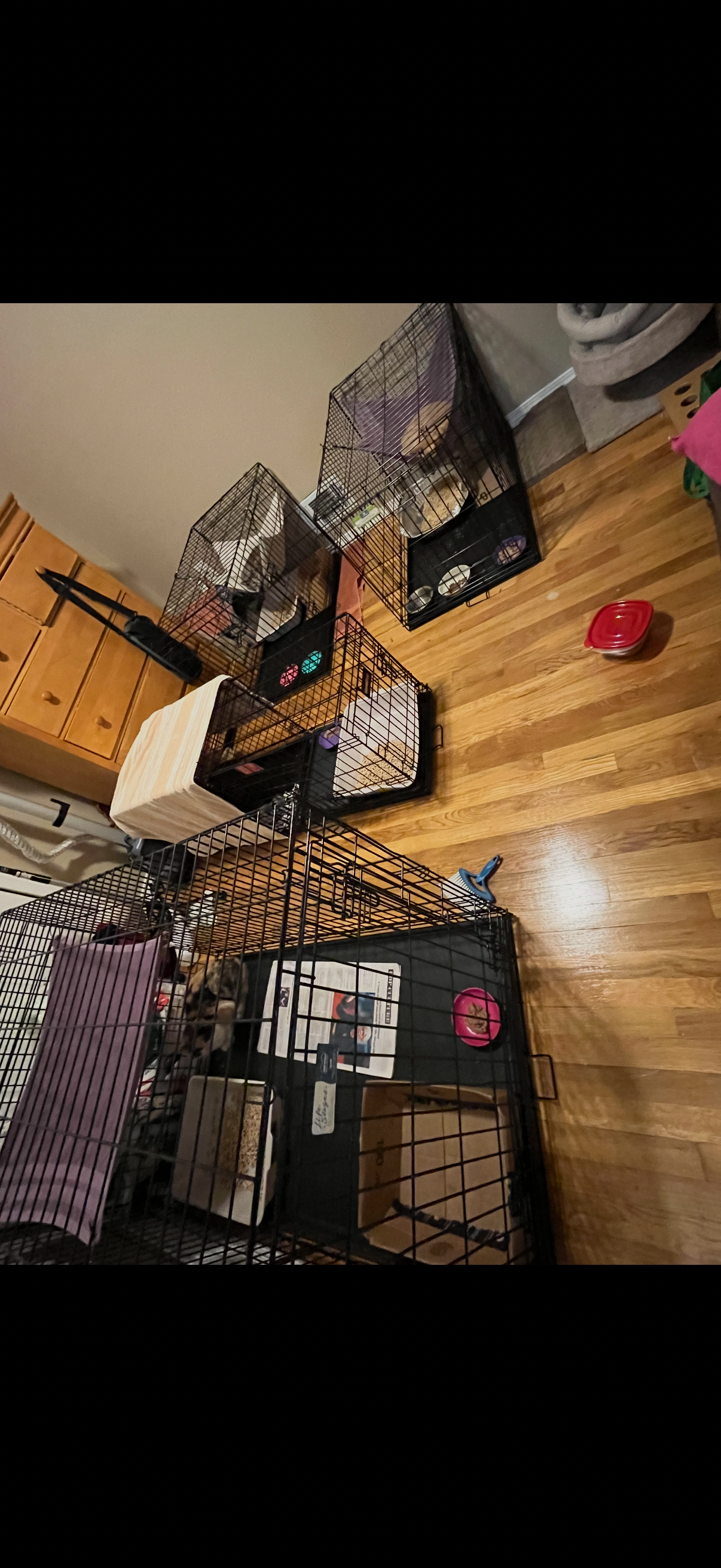 Help Mom Continue Her Cat Rescue Efforts campaign photo, 2 of 7