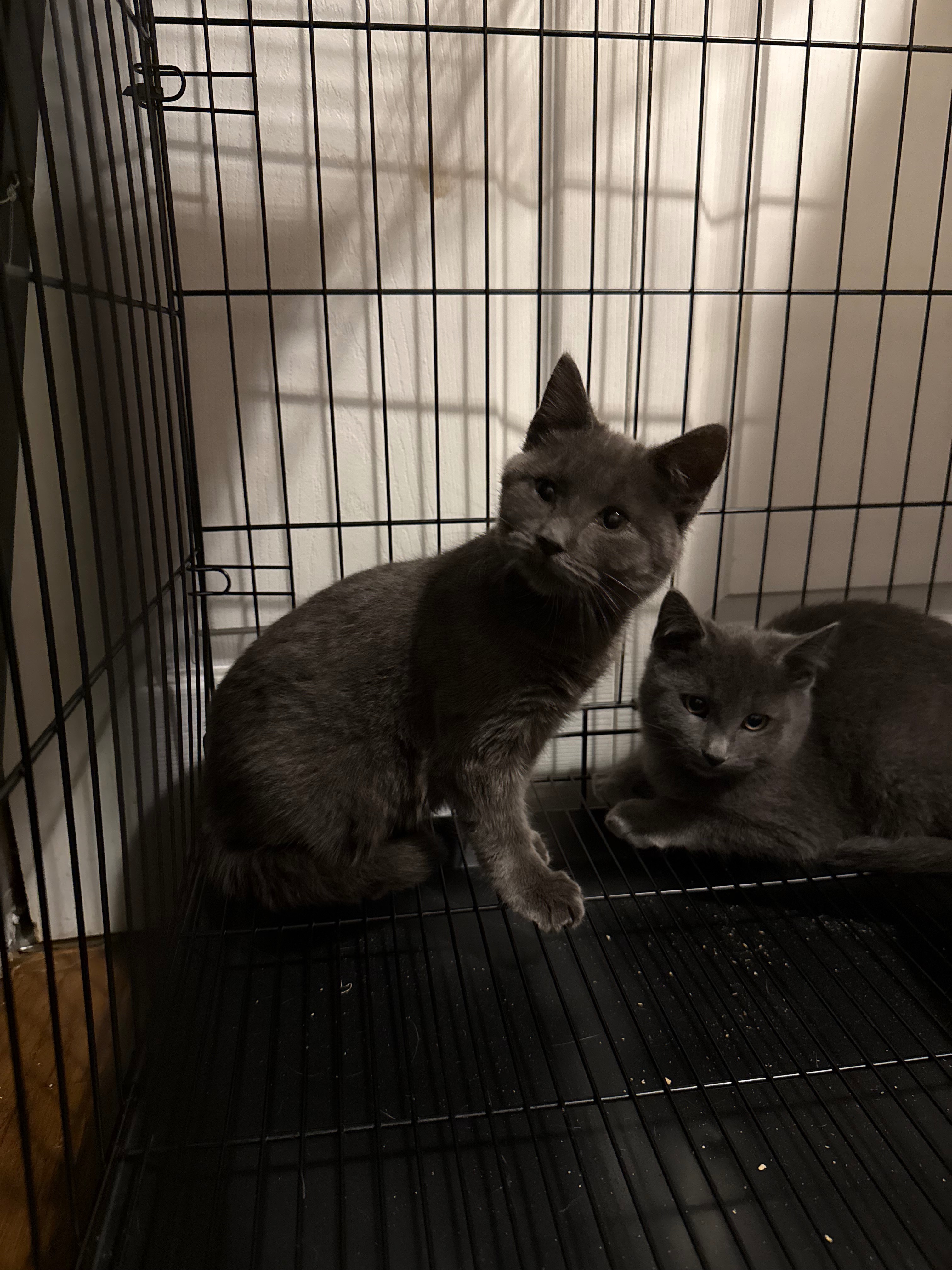Help Mom Continue Her Cat Rescue Efforts campaign photo, 4 of 7