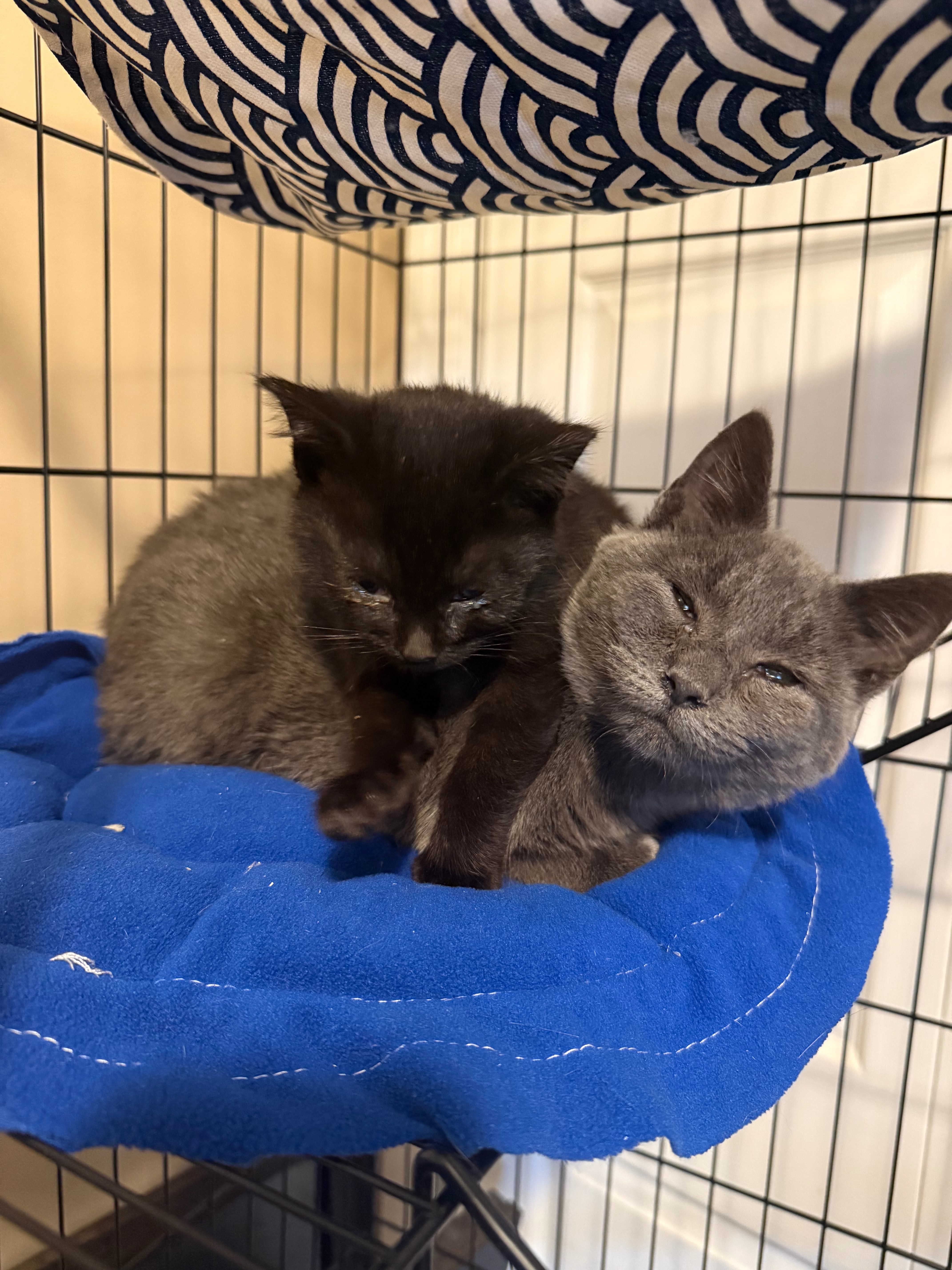 Help Mom Continue Her Cat Rescue Efforts campaign photo, 5 of 7