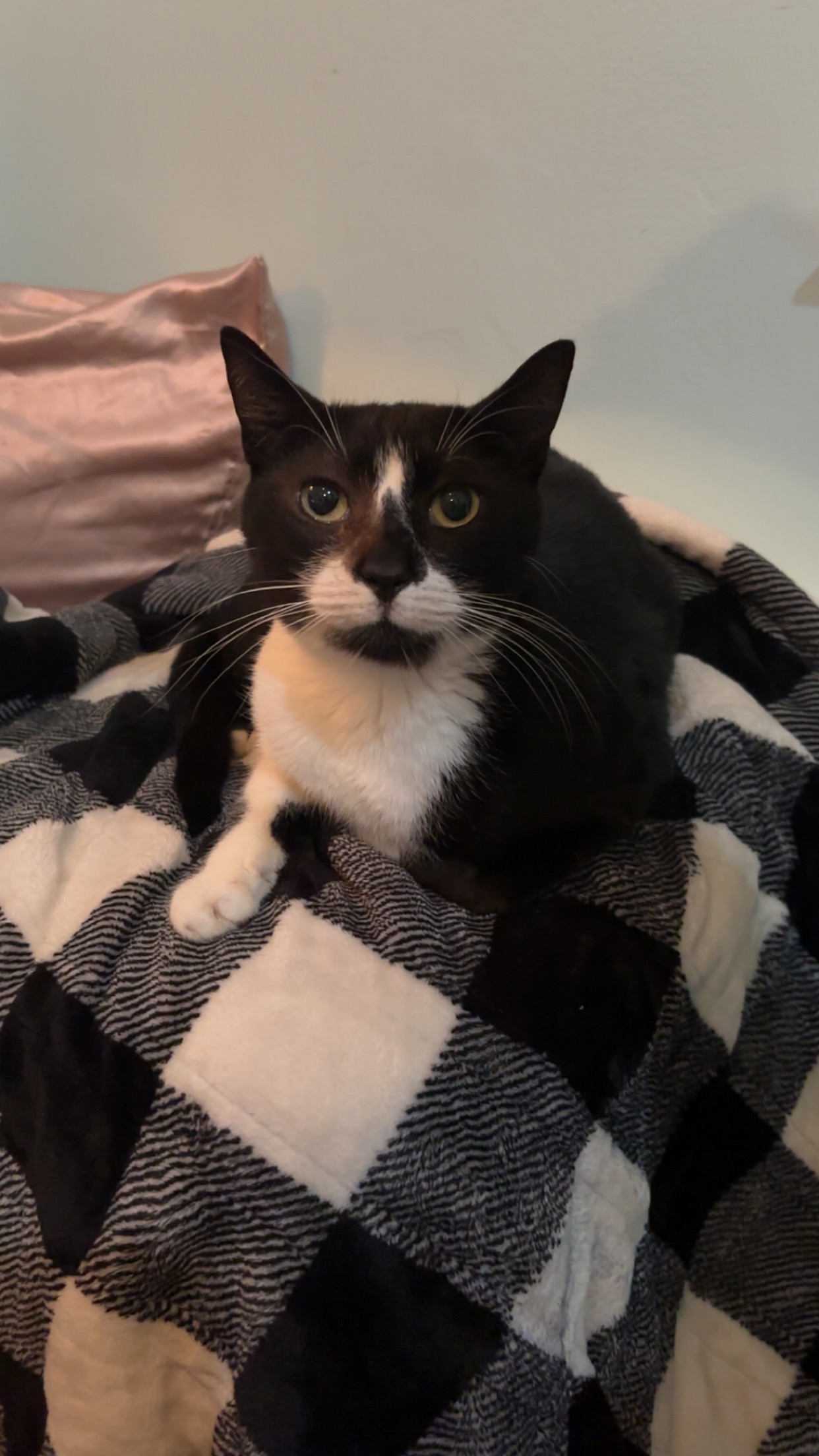 Help Sleepy Get Urgent Dental Care campaign photo, 2 of 5
