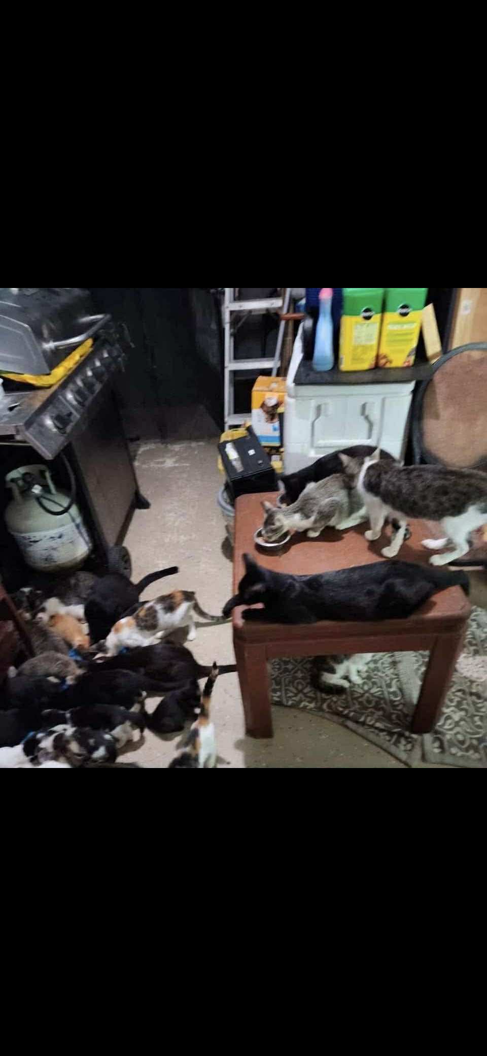 Help Norman Keep His Home and Cats campaign photo, 2 of 8