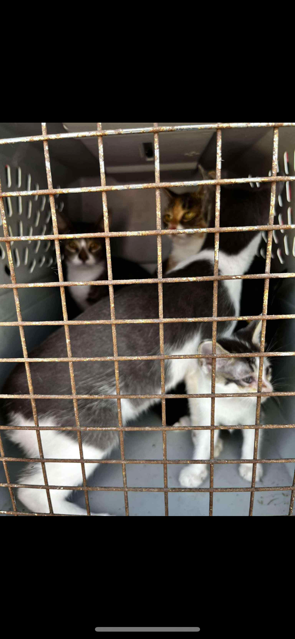 Help Norman Keep His Home and Cats campaign photo, 4 of 8