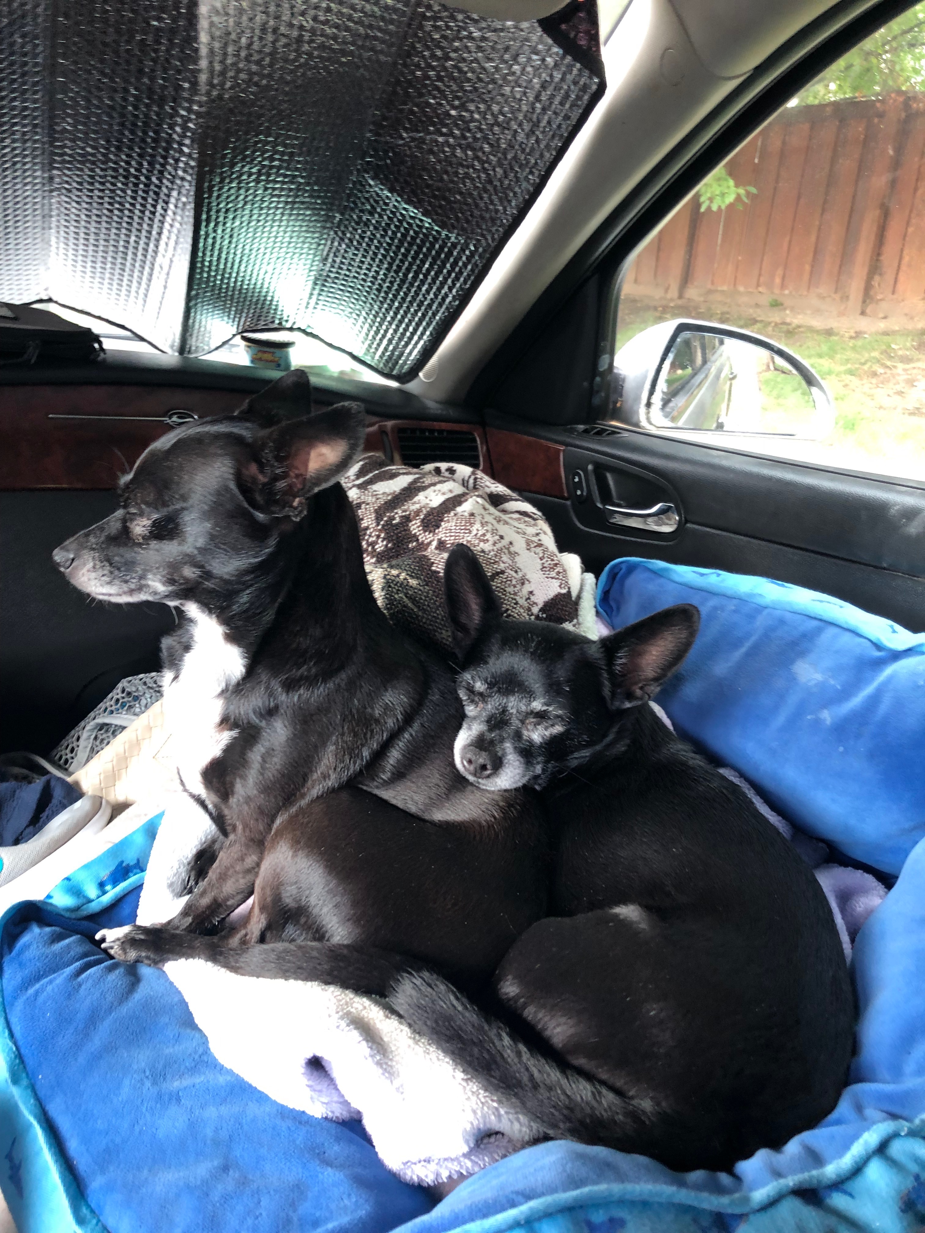 Help Ekco & Dogs Move Home & Start MS Treatment campaign photo, 6 of 8