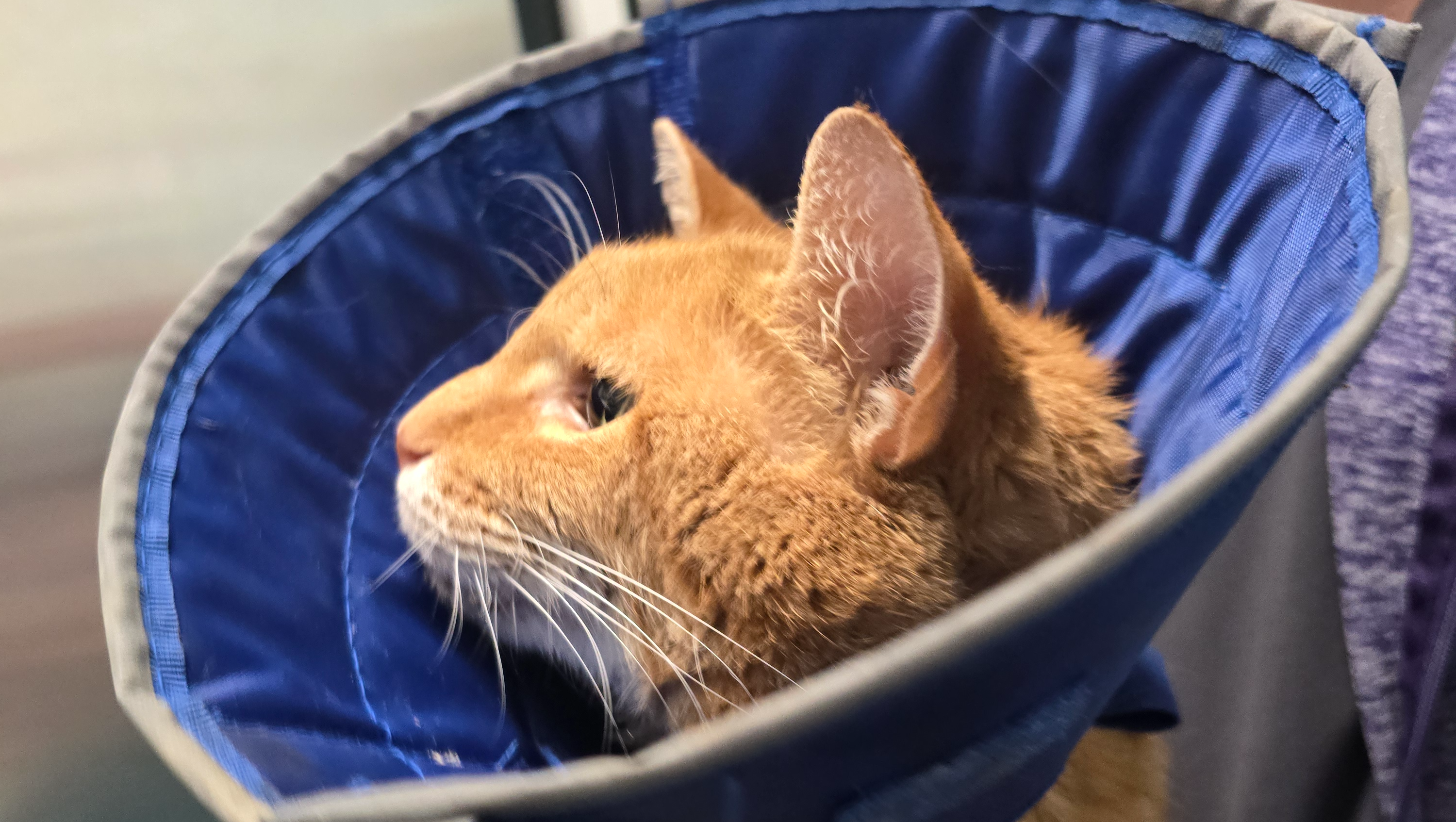 Help D Fight for His Life photo