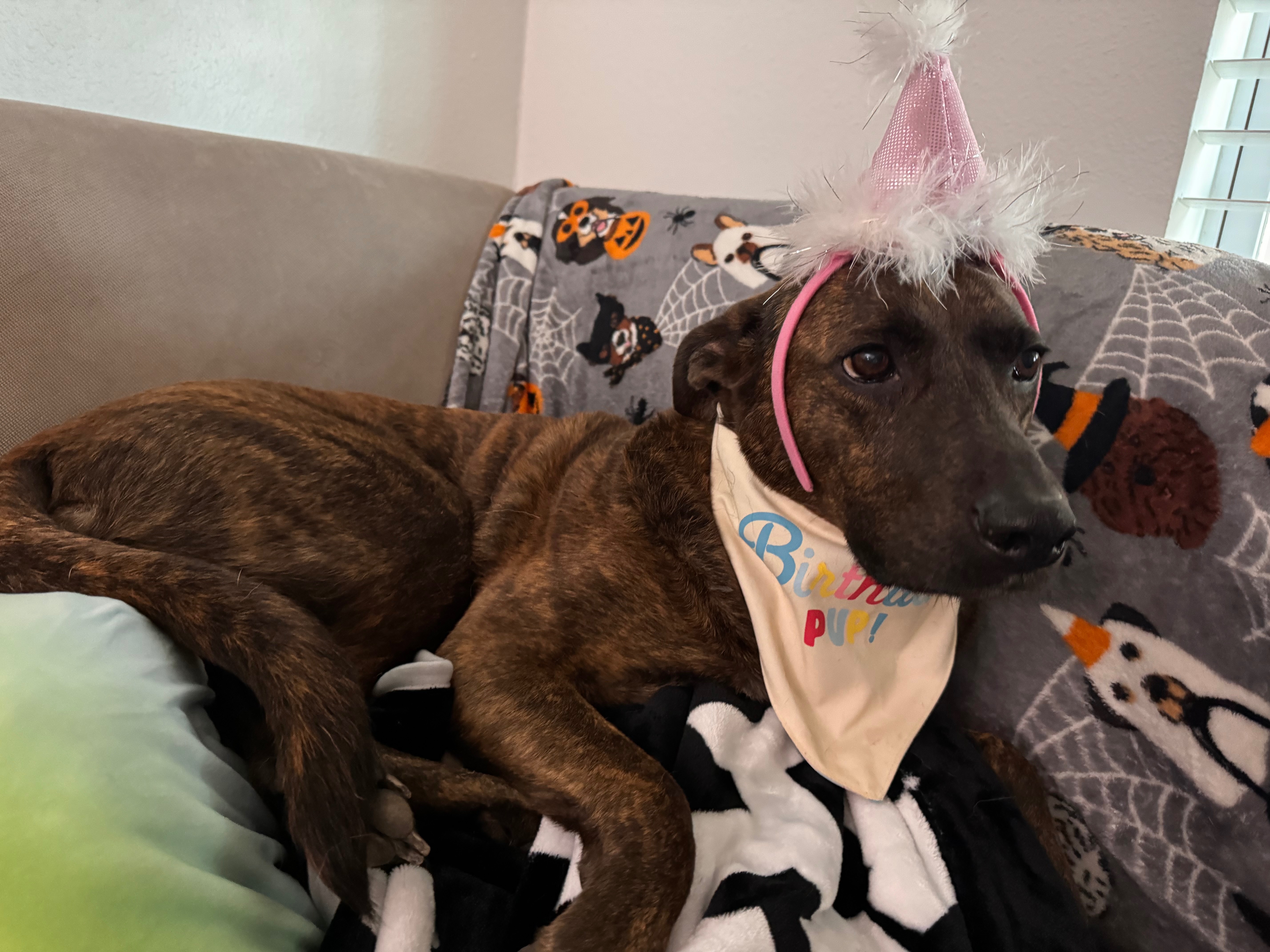 Support Cleo's Medical Journey campaign photo, 7 of 8