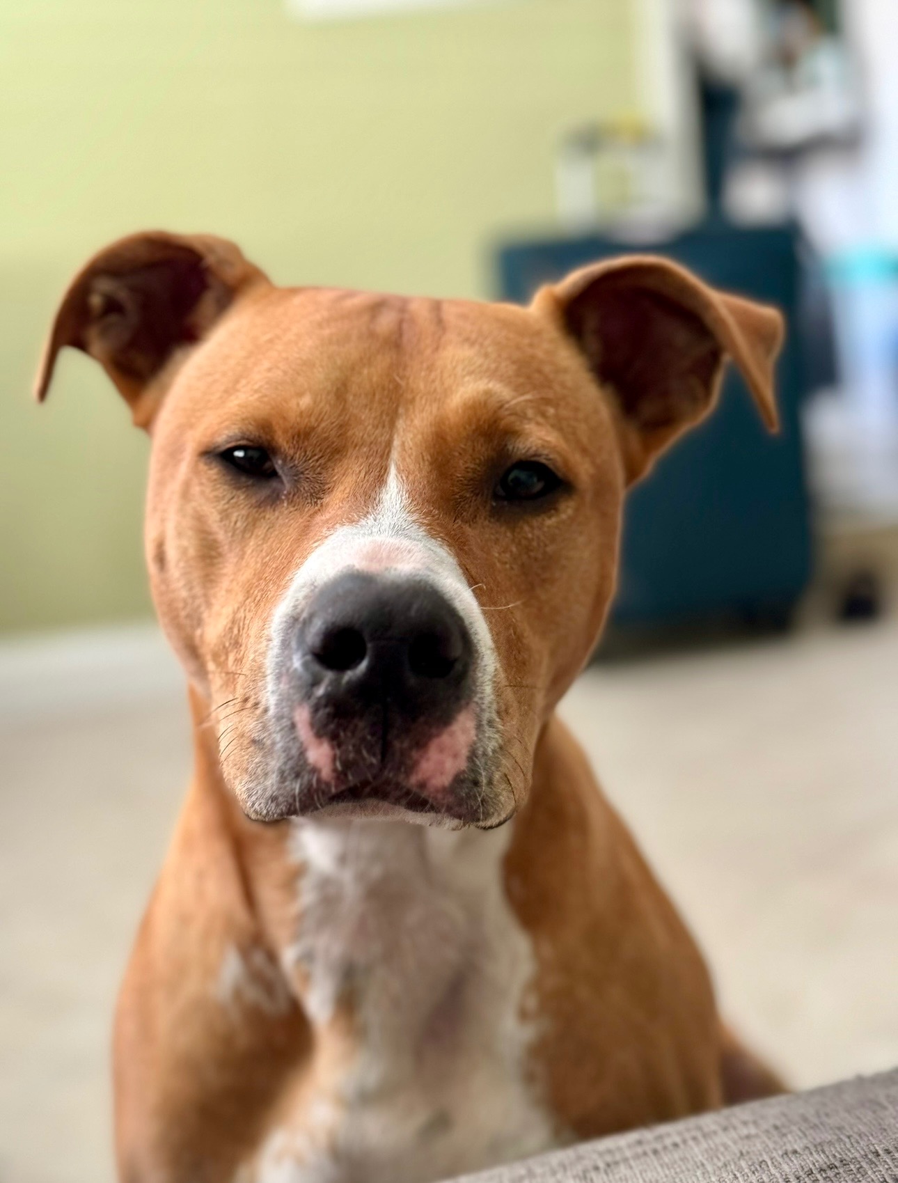 JUSTICE FOR DOBBY— Help us find our stolen dog! campaign photo, 7 of 8