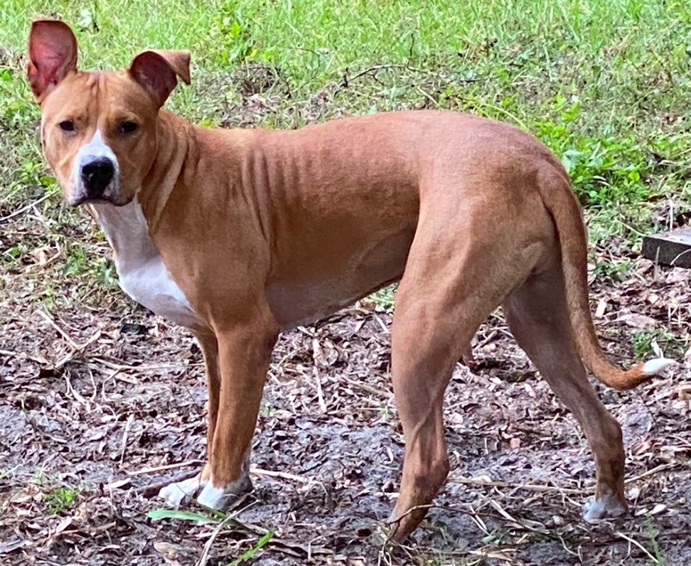 JUSTICE FOR DOBBY— Help us find our stolen dog! campaign photo, 2 of 8