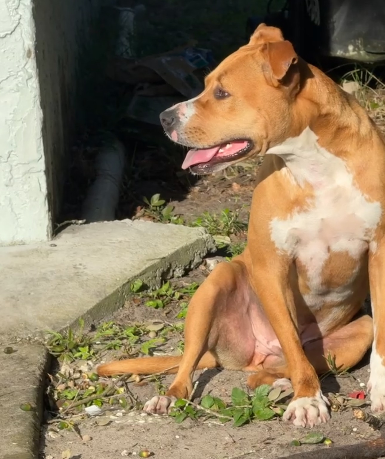 JUSTICE FOR DOBBY— Help us find our stolen dog! campaign photo, 4 of 8