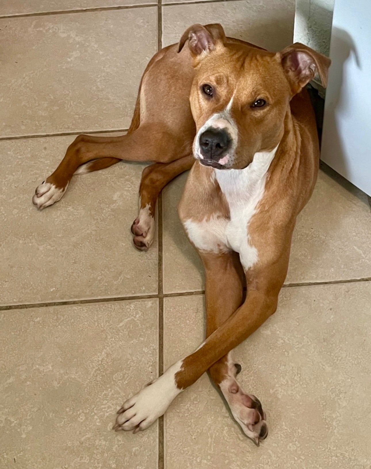 JUSTICE FOR DOBBY— Help us find our stolen dog! campaign photo, 5 of 8