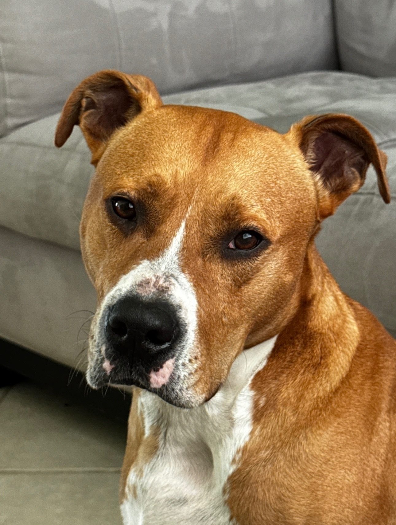 JUSTICE FOR DOBBY— Help us find our stolen dog! campaign photo, 6 of 8