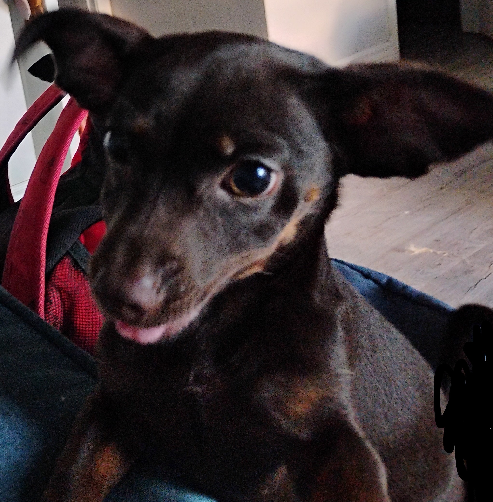 Help Tresa and Her Dogs Find a New Home campaign photo, 2 of 7