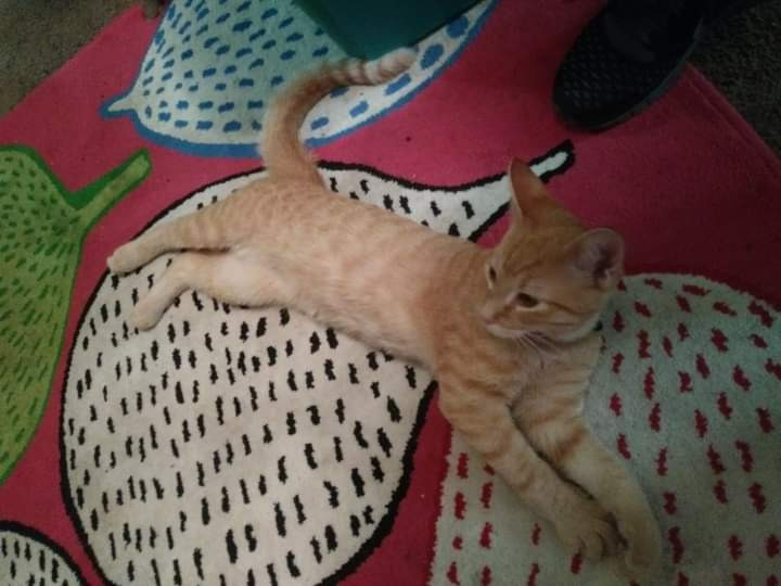 Help Julius Get Urgent Vet Care campaign photo, 7 of 8