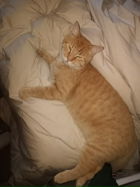 Help Julius Get Urgent Vet Care campaign photo, 2 of 8
