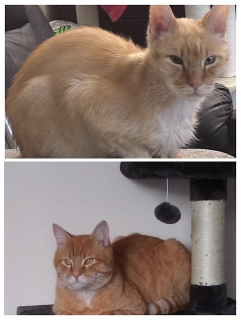 Help Julius Get Urgent Vet Care campaign photo, 5 of 8