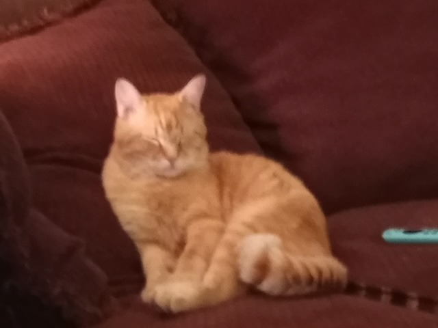 Help Julius Get Urgent Vet Care campaign photo, 4 of 8