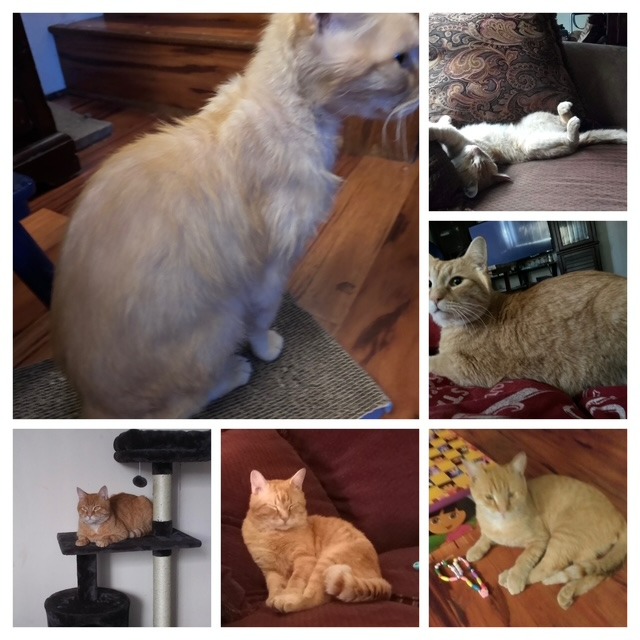 Help Julius Get Urgent Vet Care campaign photo, 6 of 8