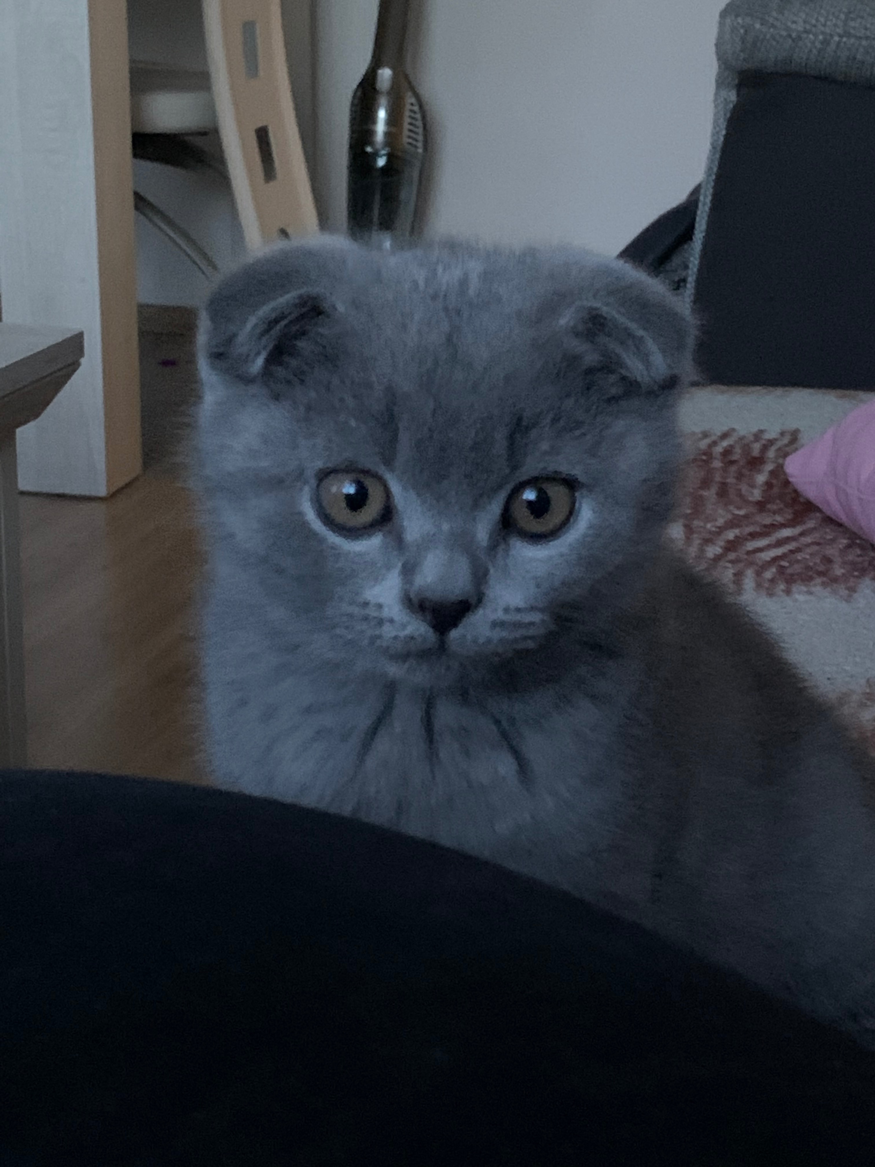 Ein Kampf um sein Leben: Bitte helft, meinen Kater Elvis campaign photo, 4 of 8