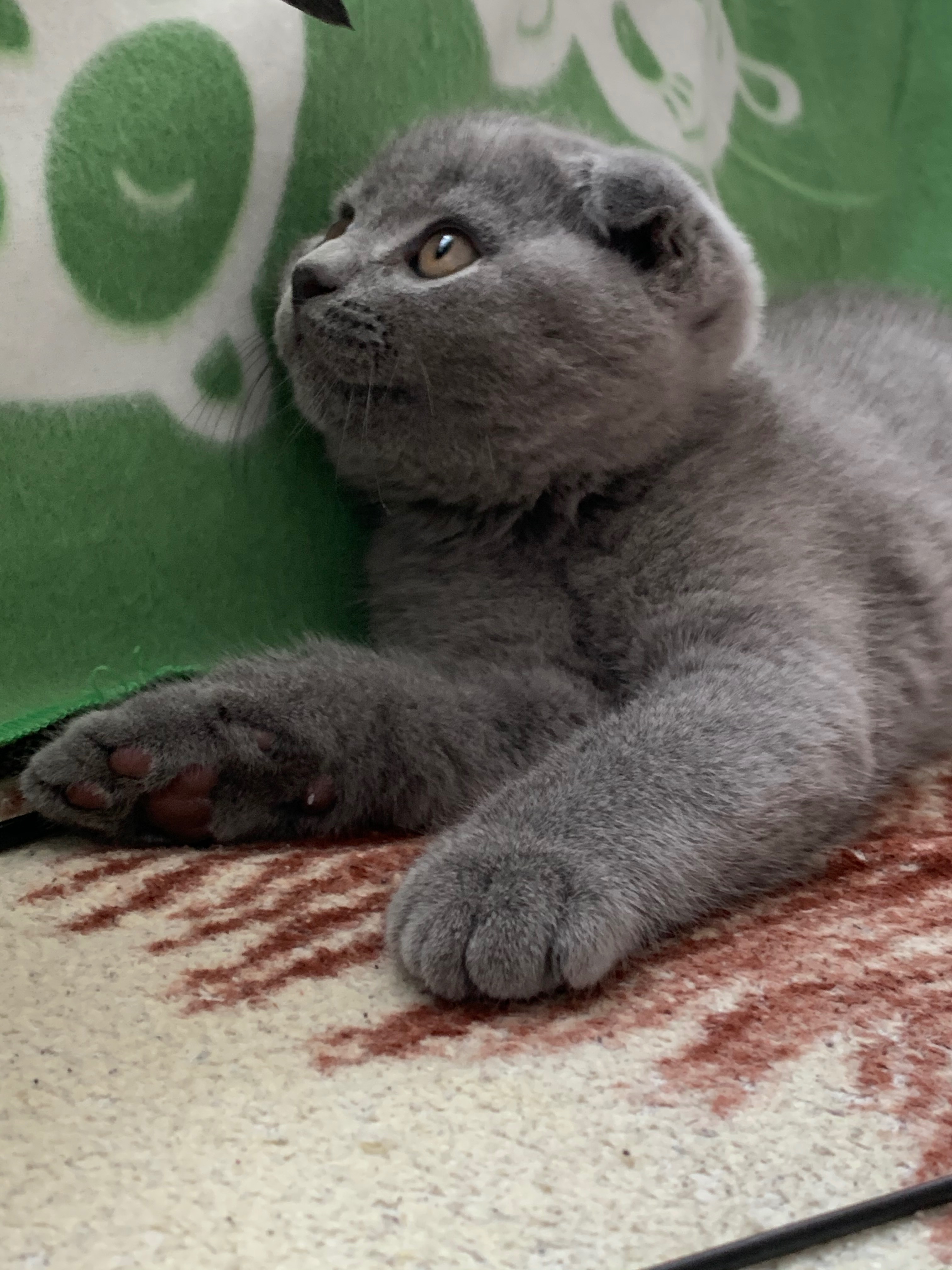 Ein Kampf um sein Leben: Bitte helft, meinen Kater Elvis campaign photo, 7 of 8