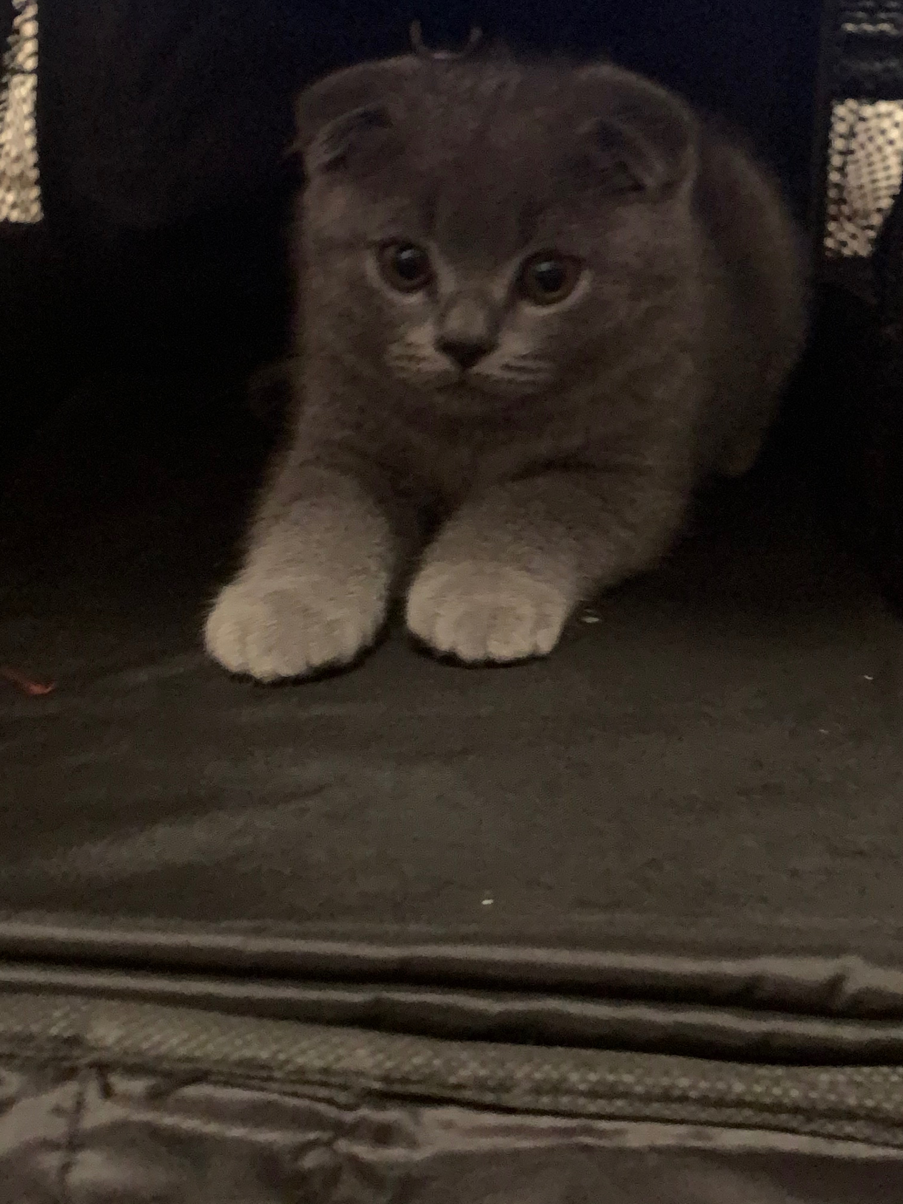 Ein Kampf um sein Leben: Bitte helft, meinen Kater Elvis campaign photo, 2 of 8