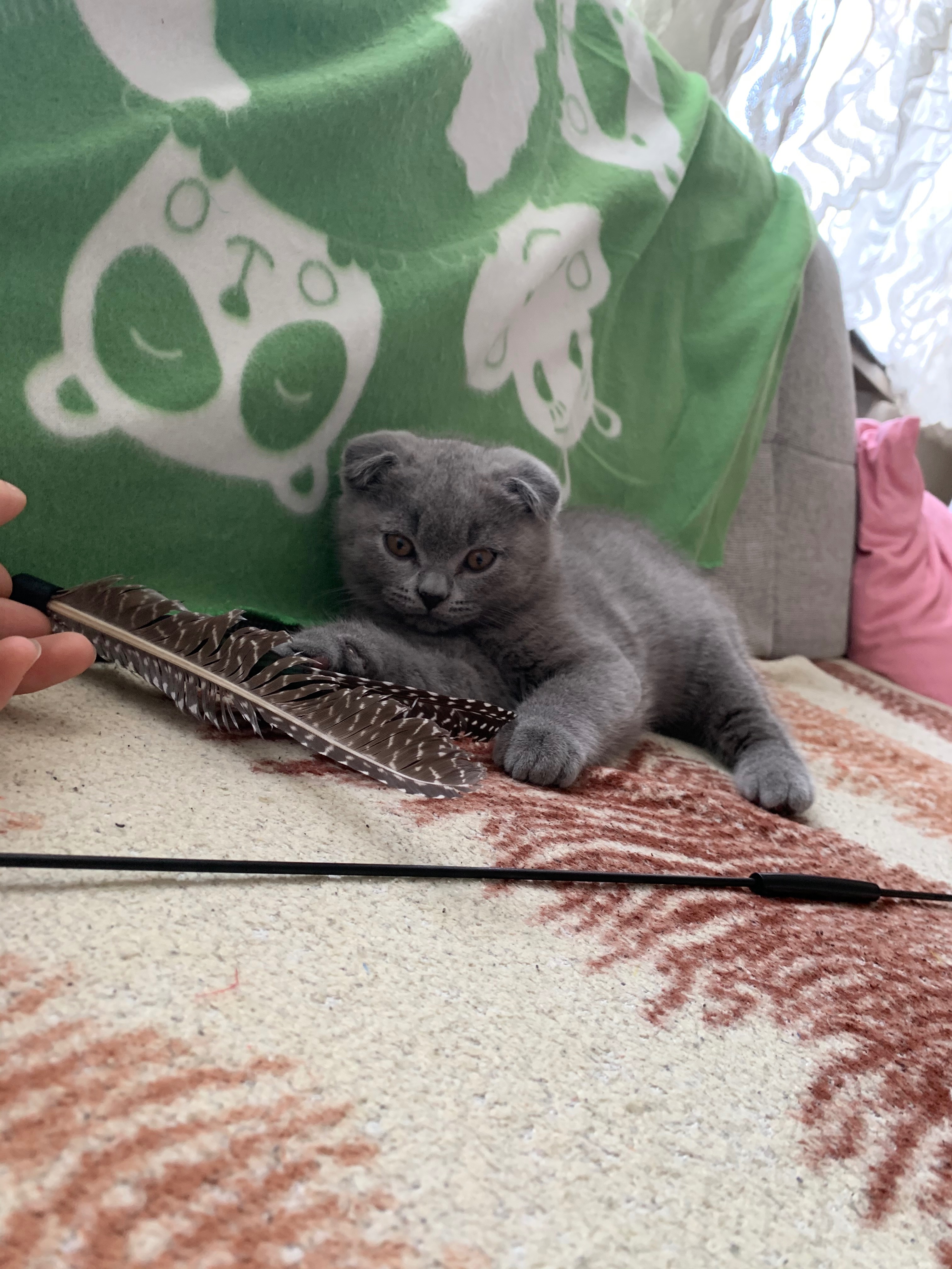 Ein Kampf um sein Leben: Bitte helft, meinen Kater Elvis campaign photo, 5 of 8